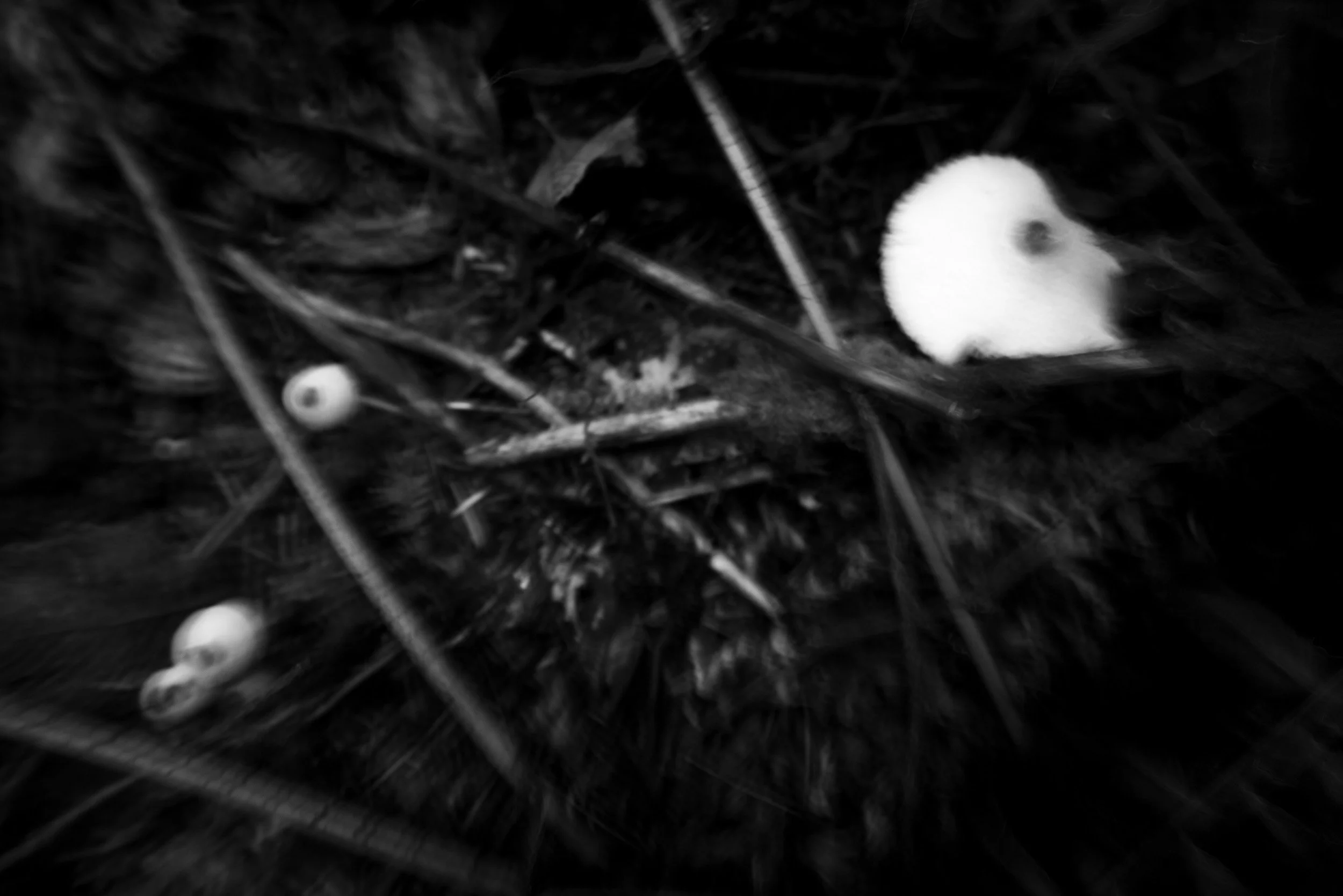 Black-and-white photograph from the Wuduland series, depicting a natural environment with soft motion blur and high-contrast light.