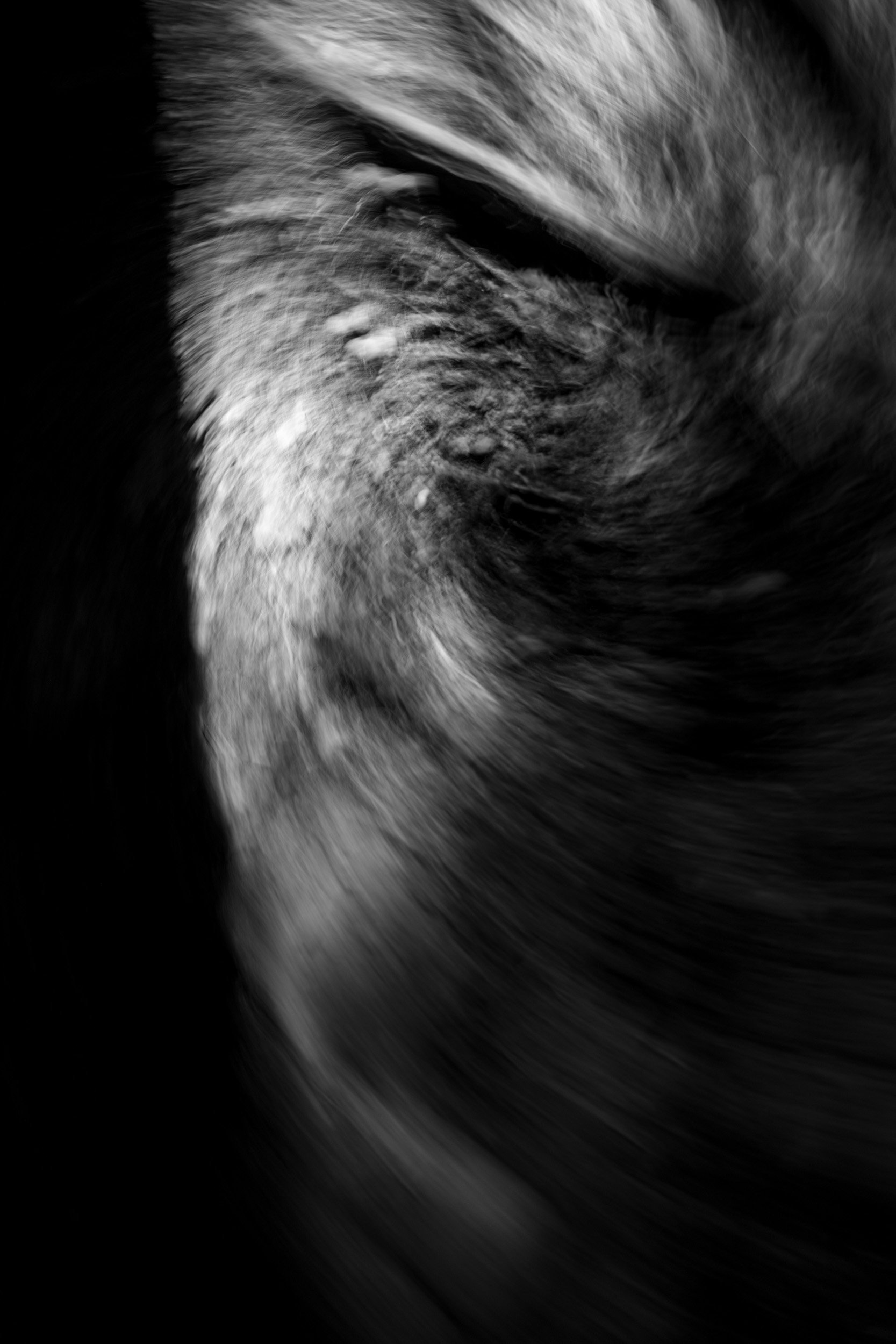 Black-and-white experimental photograph from the Wuduland series.