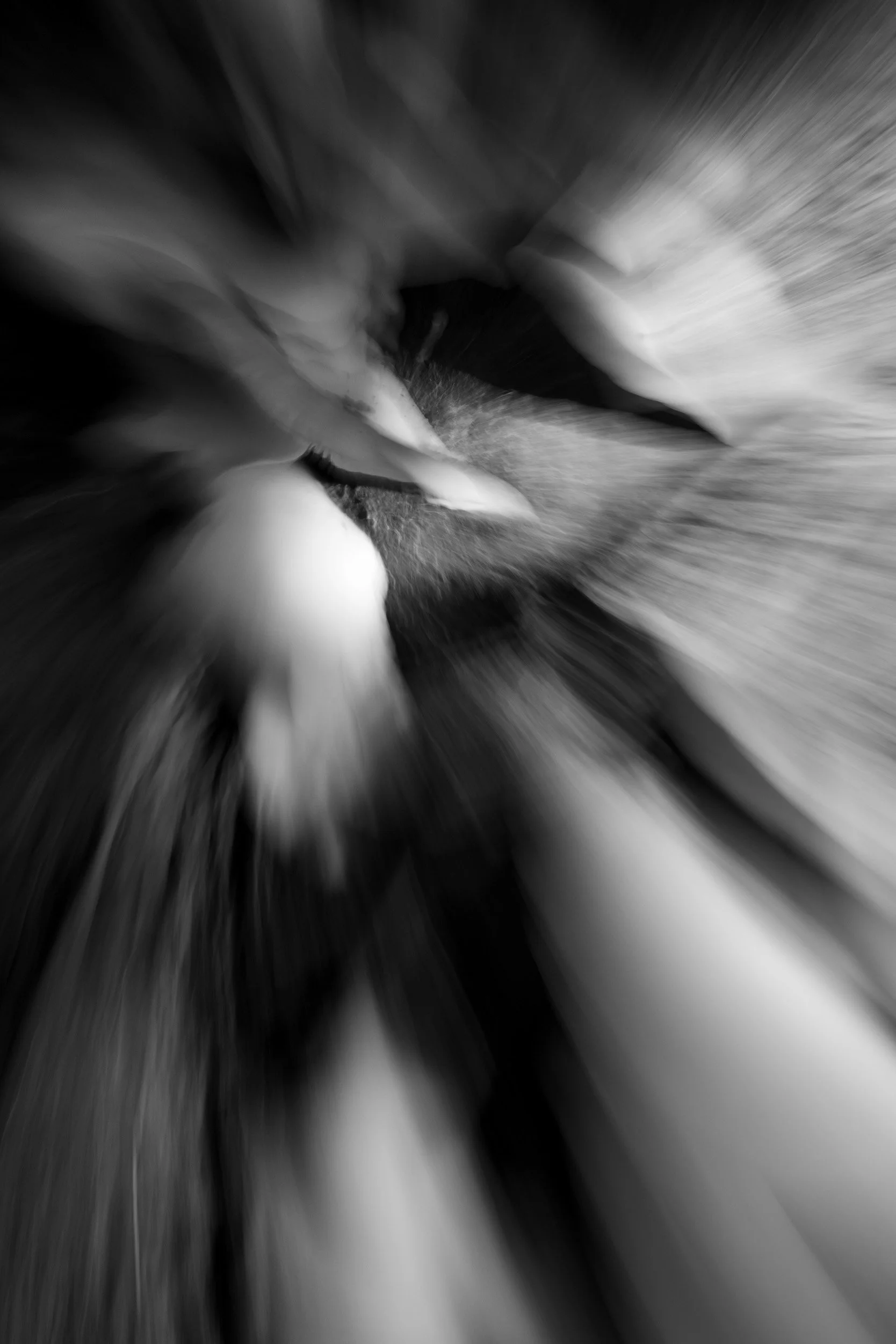 Black-and-white experimental photograph from the Wuduland series.