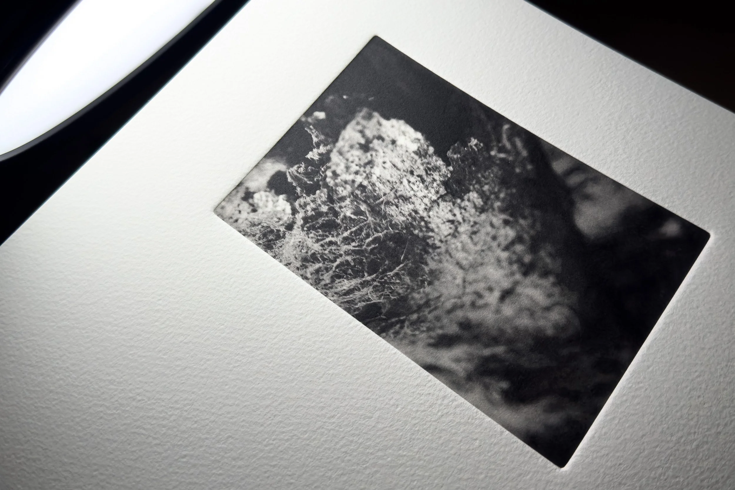 Photogravure print from Wuduland series depicting a woodland environment with soft motion blur and high-contrast light.