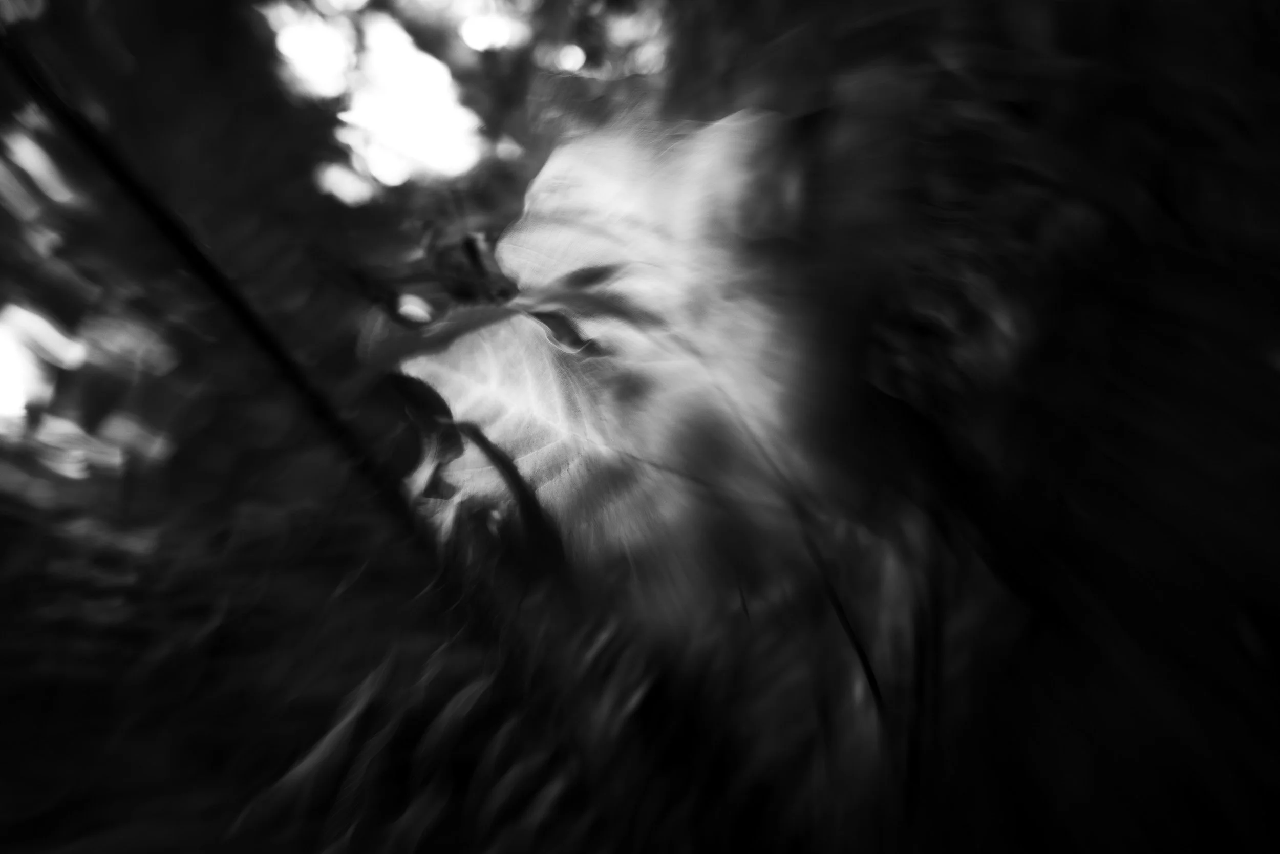 Black-and-white photograph from the Wuduland series, depicting a natural environment with soft motion blur and high-contrast light.