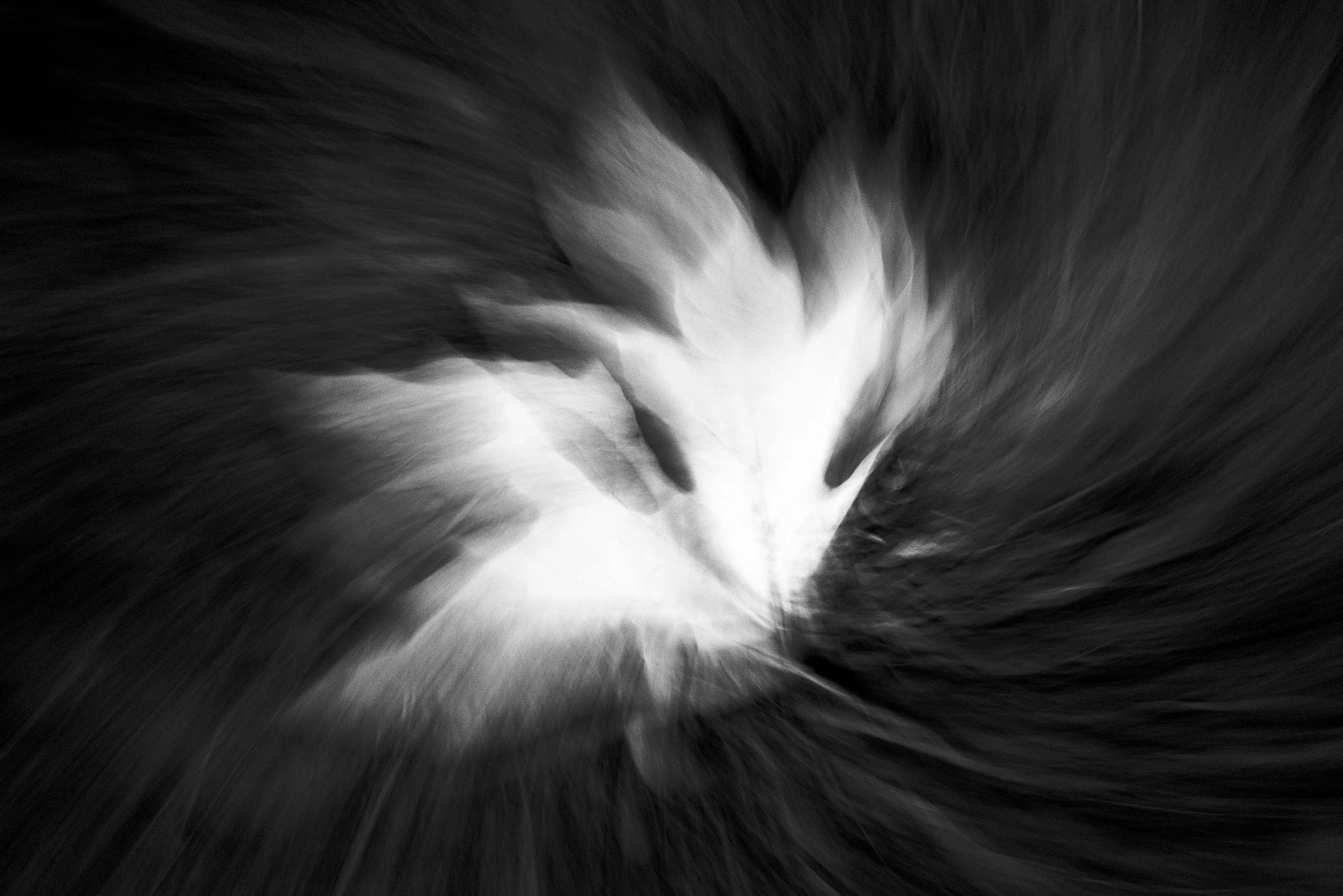 Black-and-white photograph from the Wuduland series, depicting a natural environment with soft motion blur and high-contrast light.
