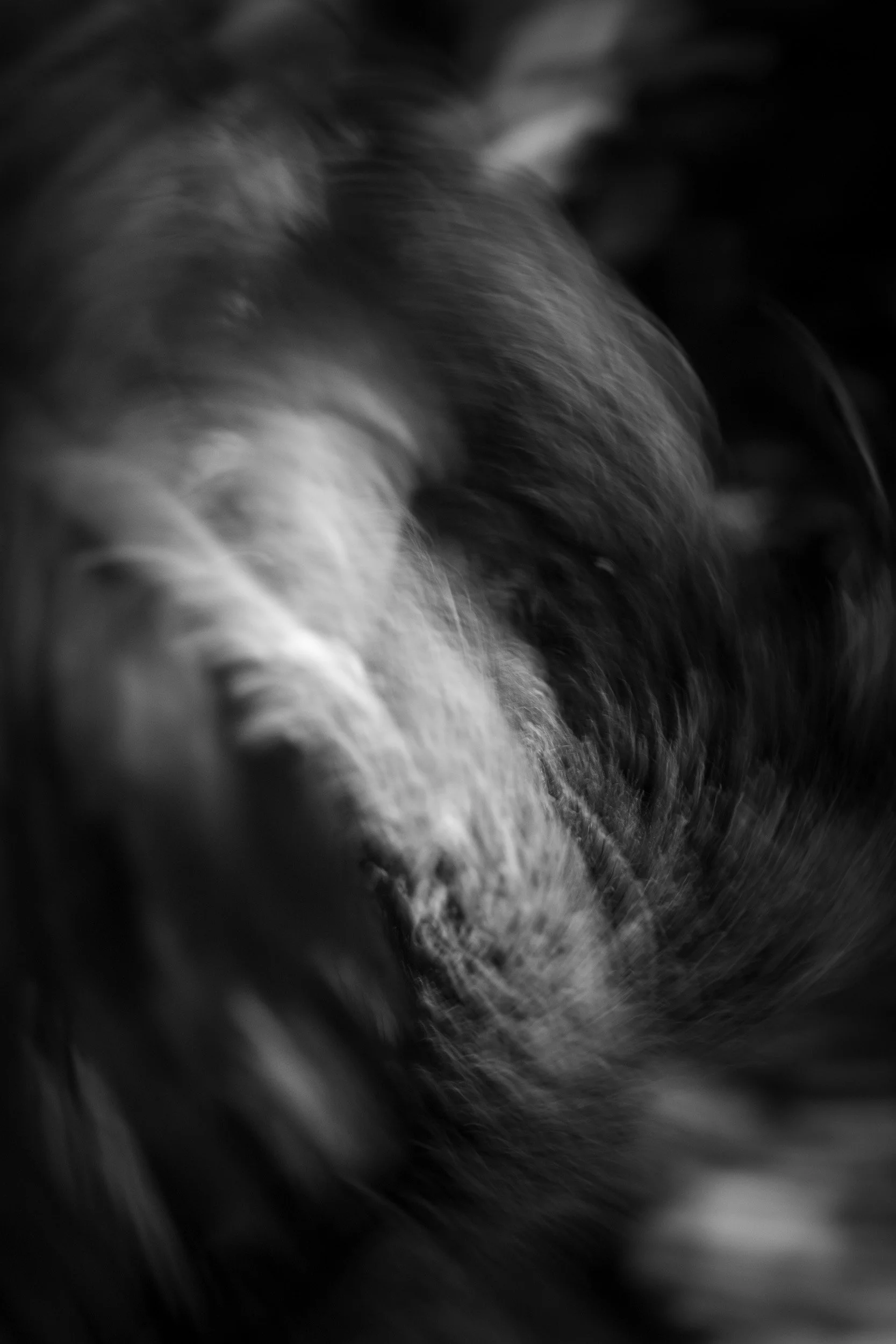Black-and-white photograph from the Wuduland series, depicting a natural environment with soft motion blur and high-contrast light.