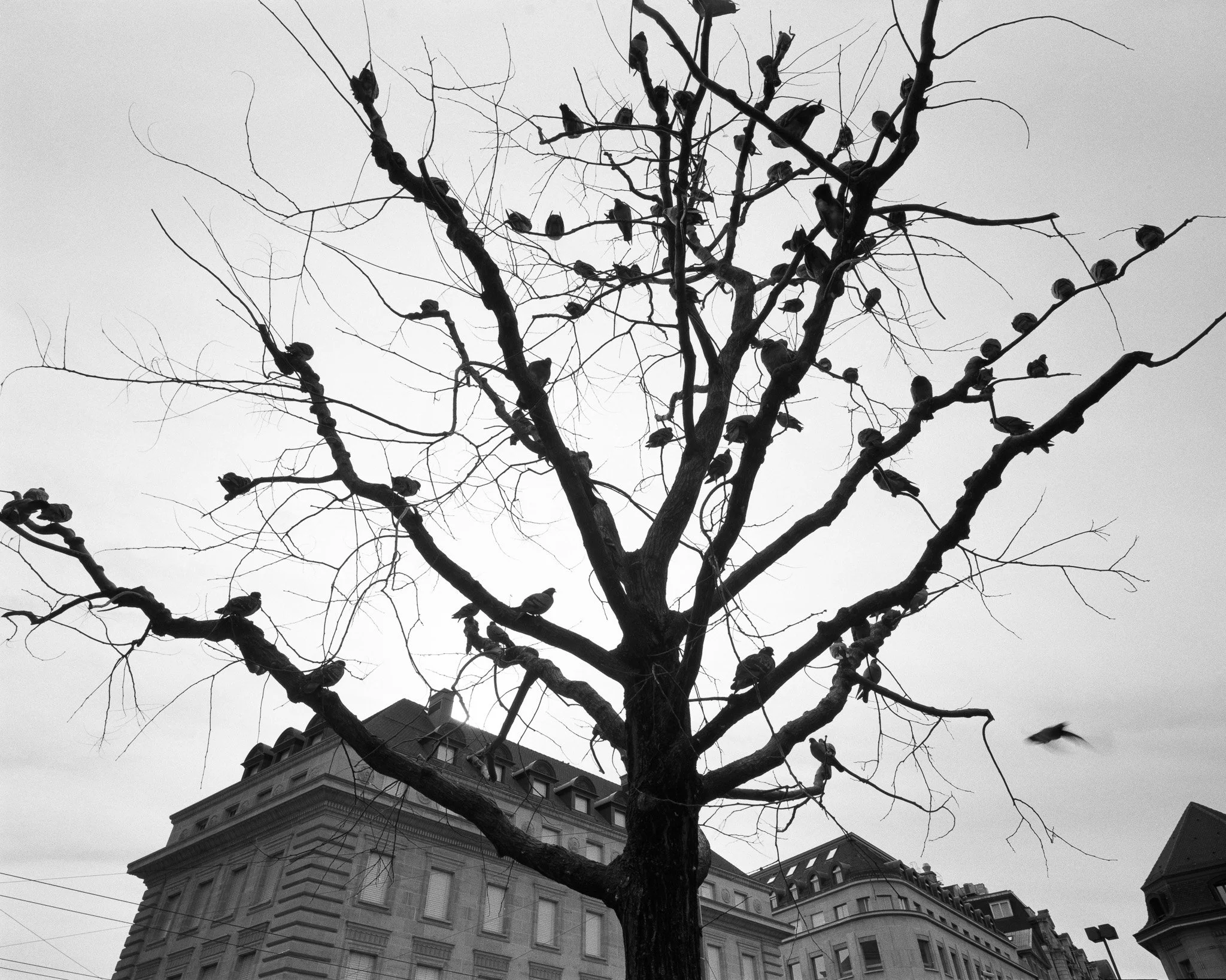 Black-and-white street photograph of birds in a tree, Lausanne.