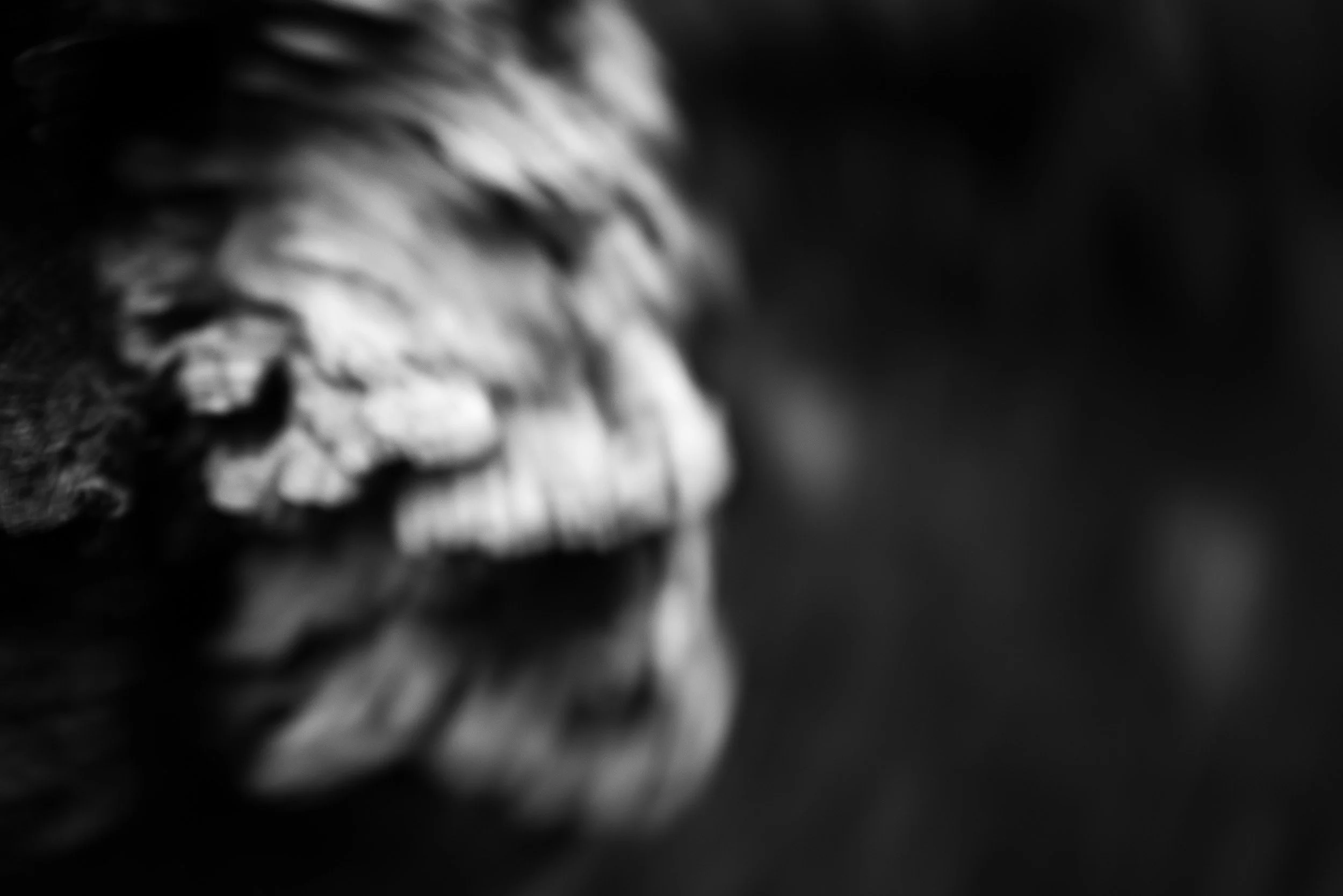 Black-and-white photograph from the Wuduland series, depicting a natural environment with soft motion blur and high-contrast light.