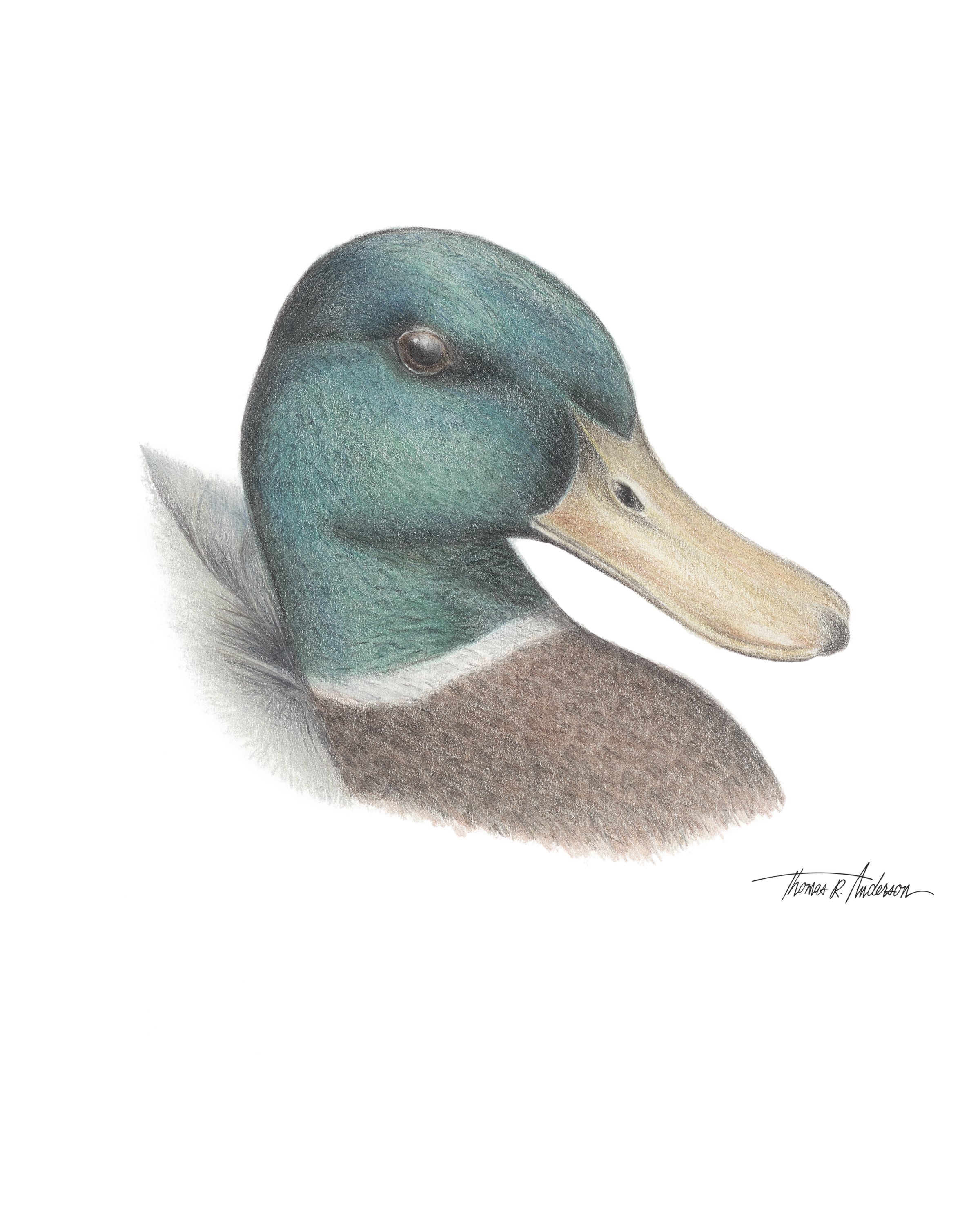 Mallard duck - Thomas Anderson 01.jpg
