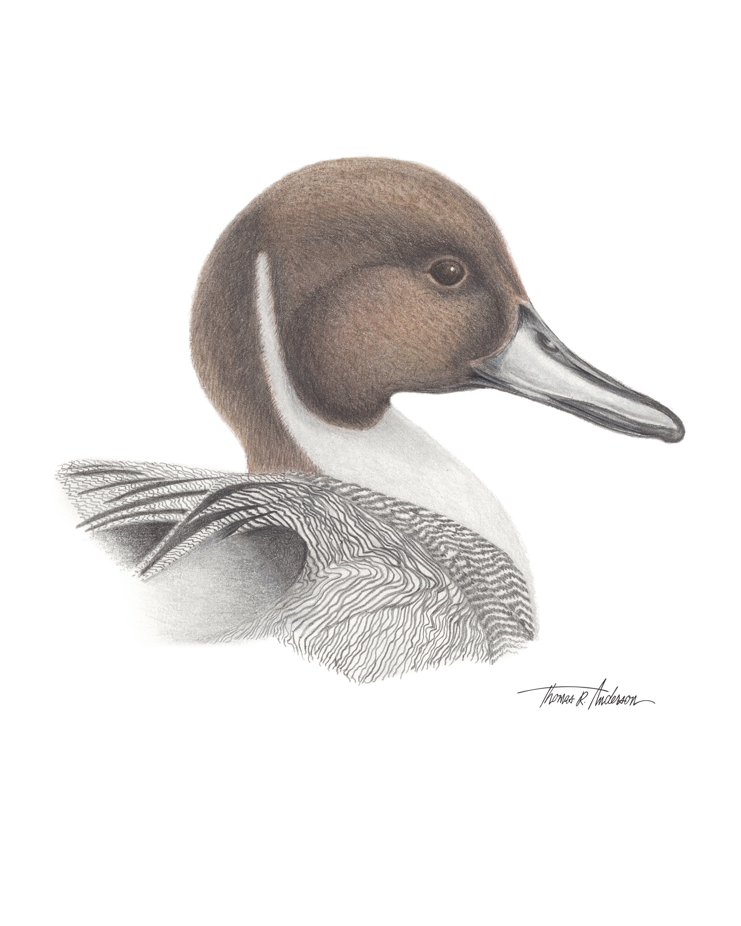Pintail duck - Thomas Anderson 2.jpg