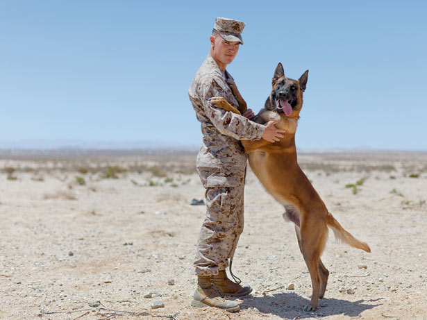 The Dogs of War Out in front of America’s troops, combat canines and their handlers lead the way onto the most dangerous battlefields on Earth. By Michael Paterniti Photograph by Adam Ferguson. For the full article click here