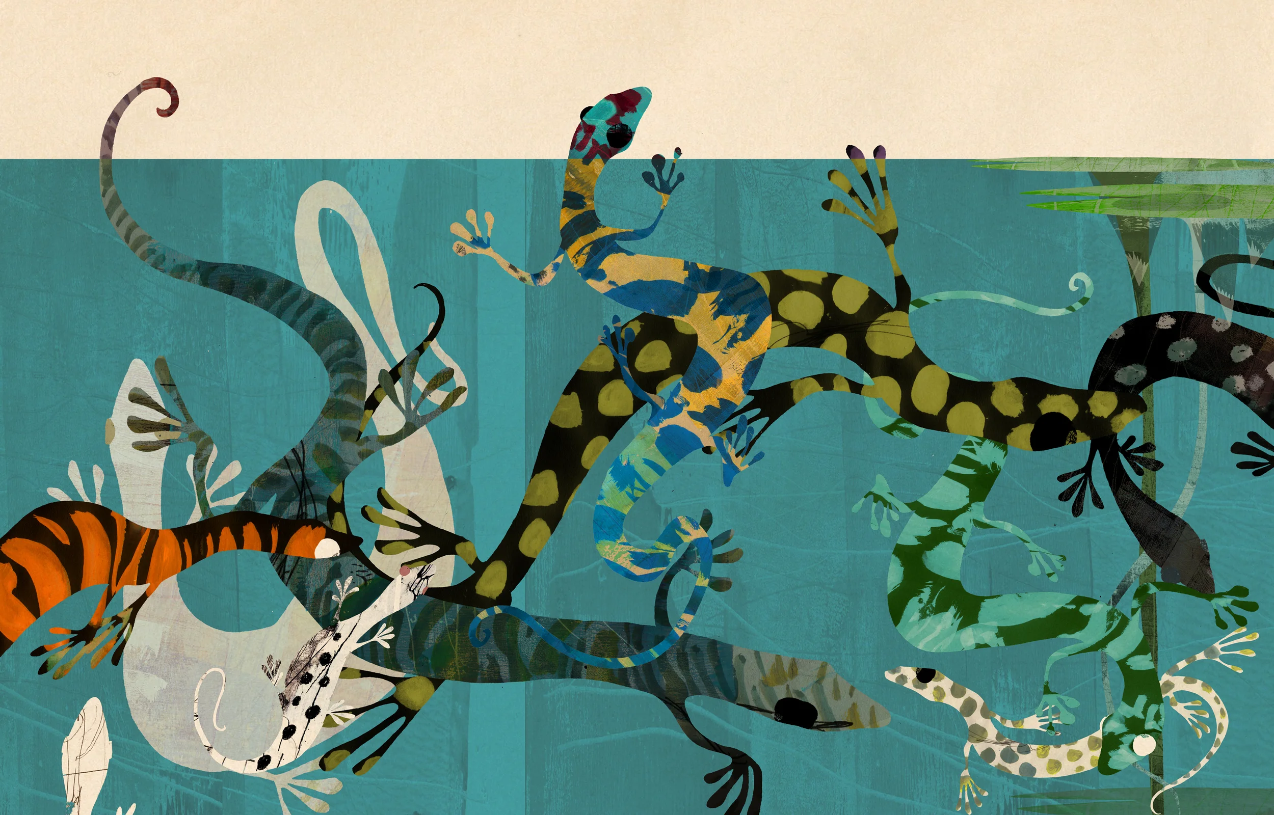 Salamanders