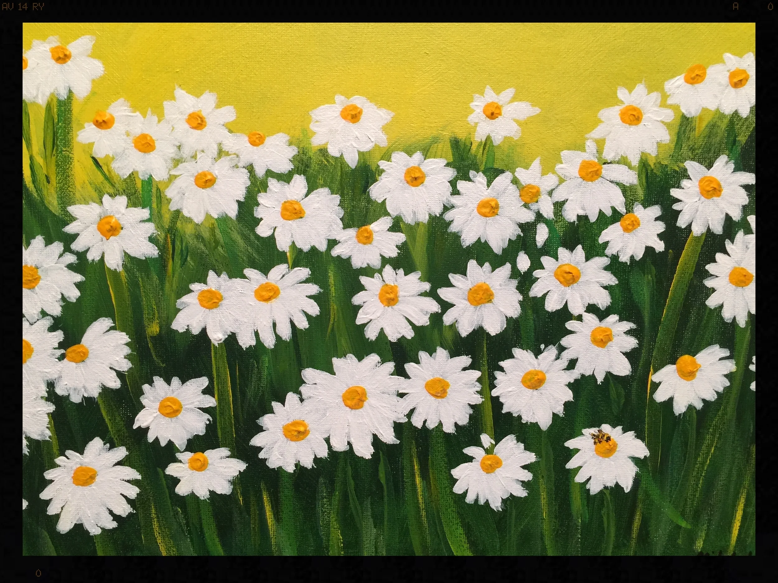 Daisies One