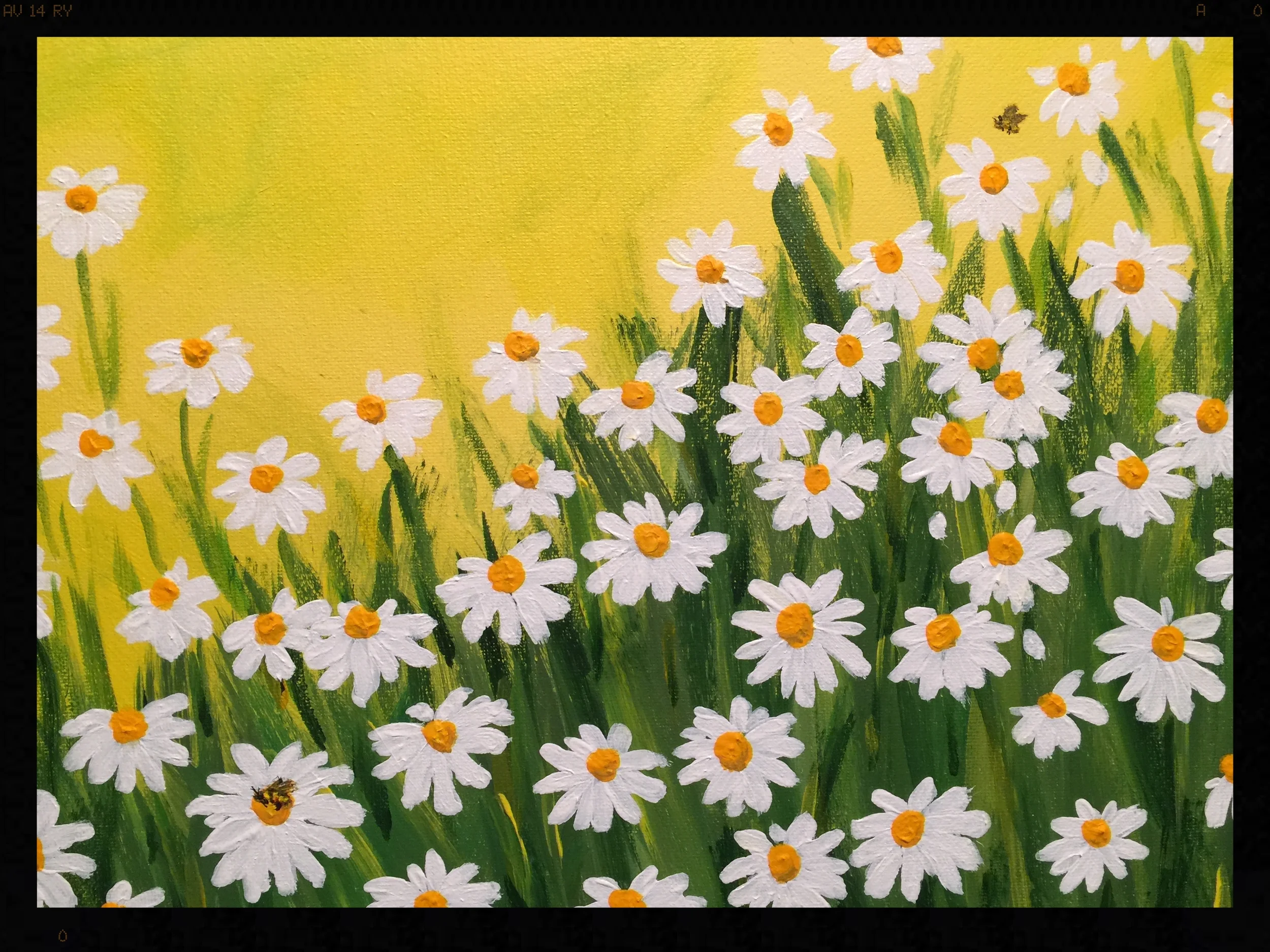 Daisies Three