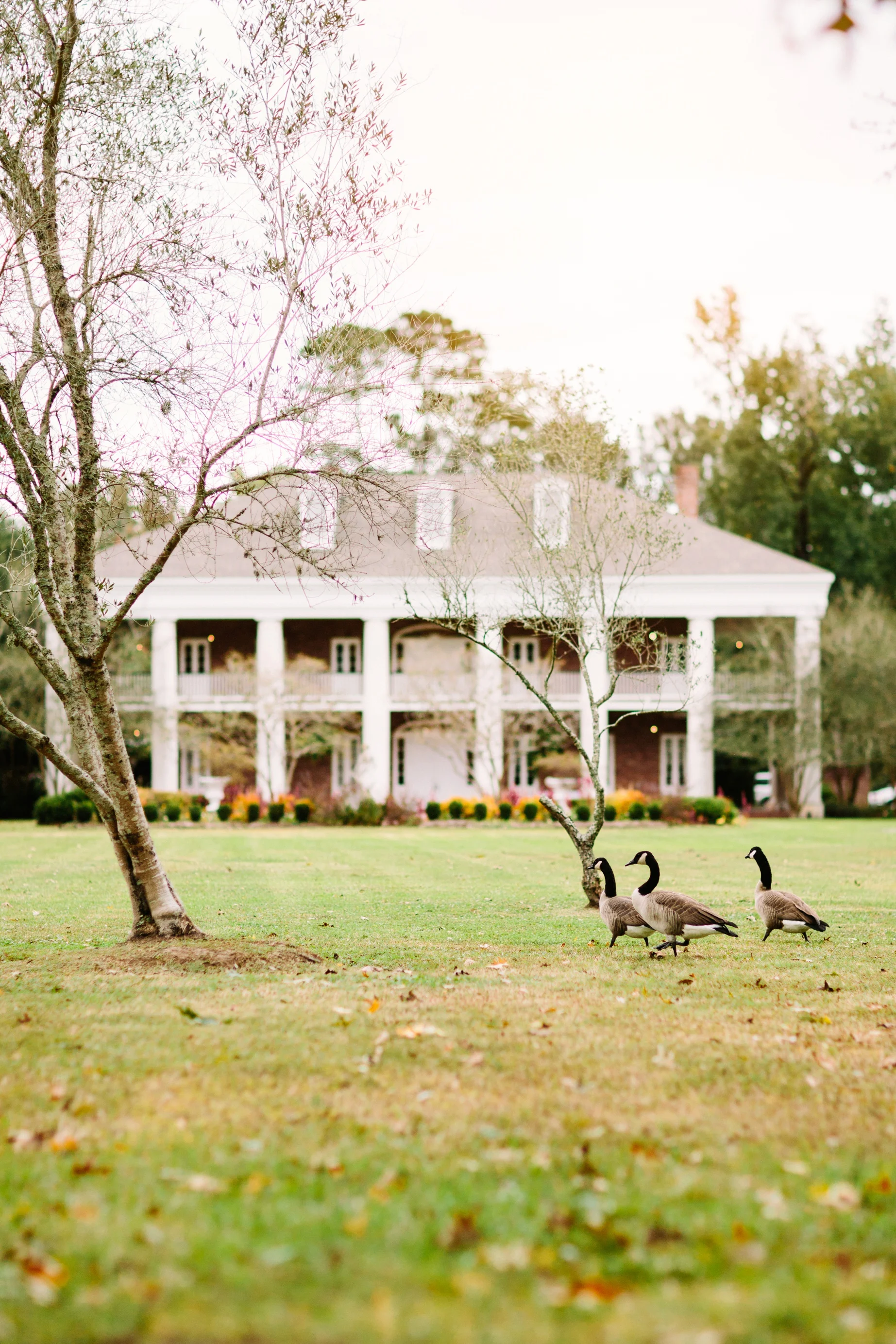 SarahAllemanPhotography-19_WEB.jpg