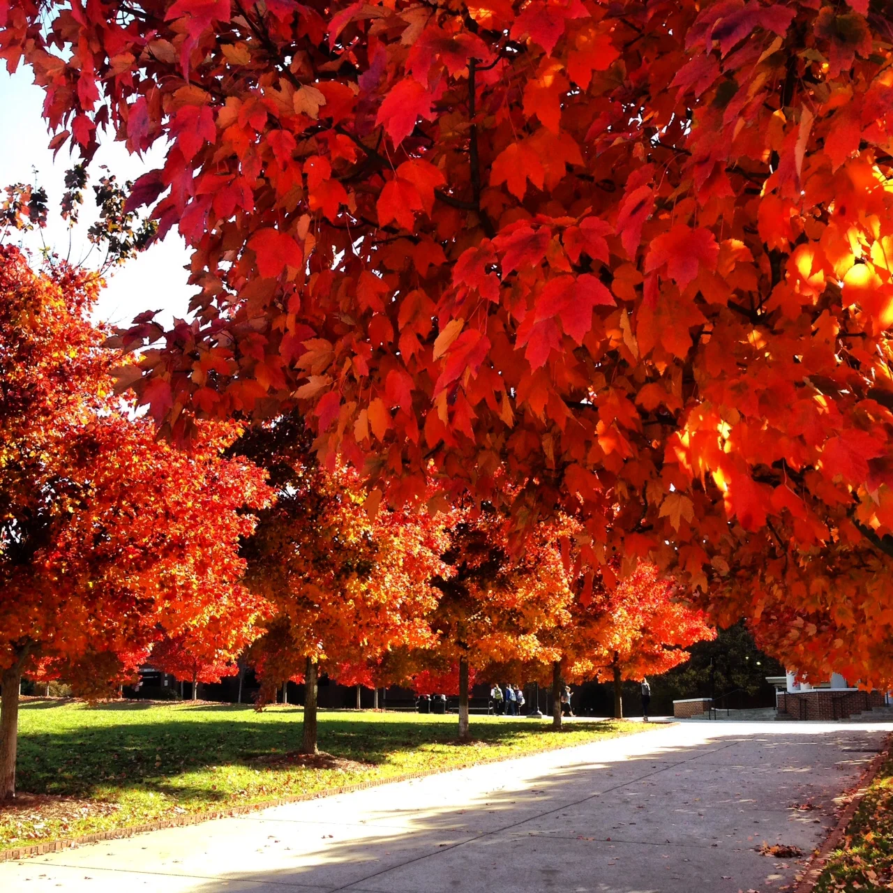 Fall