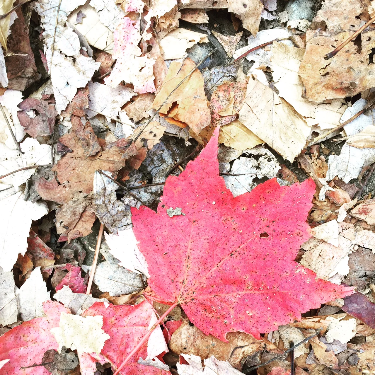 Fried Chicken and a Breakdown