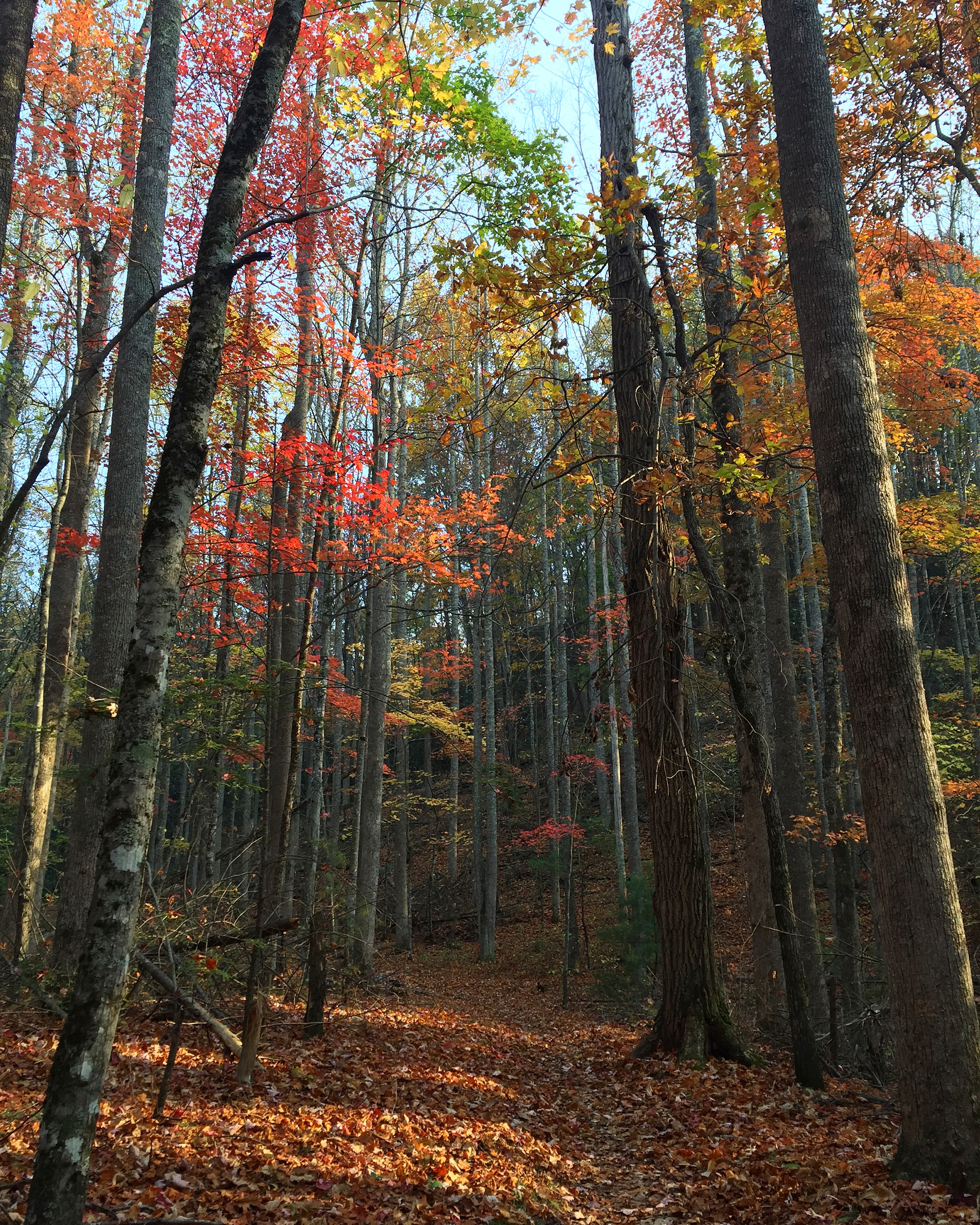 The Changing Seasons