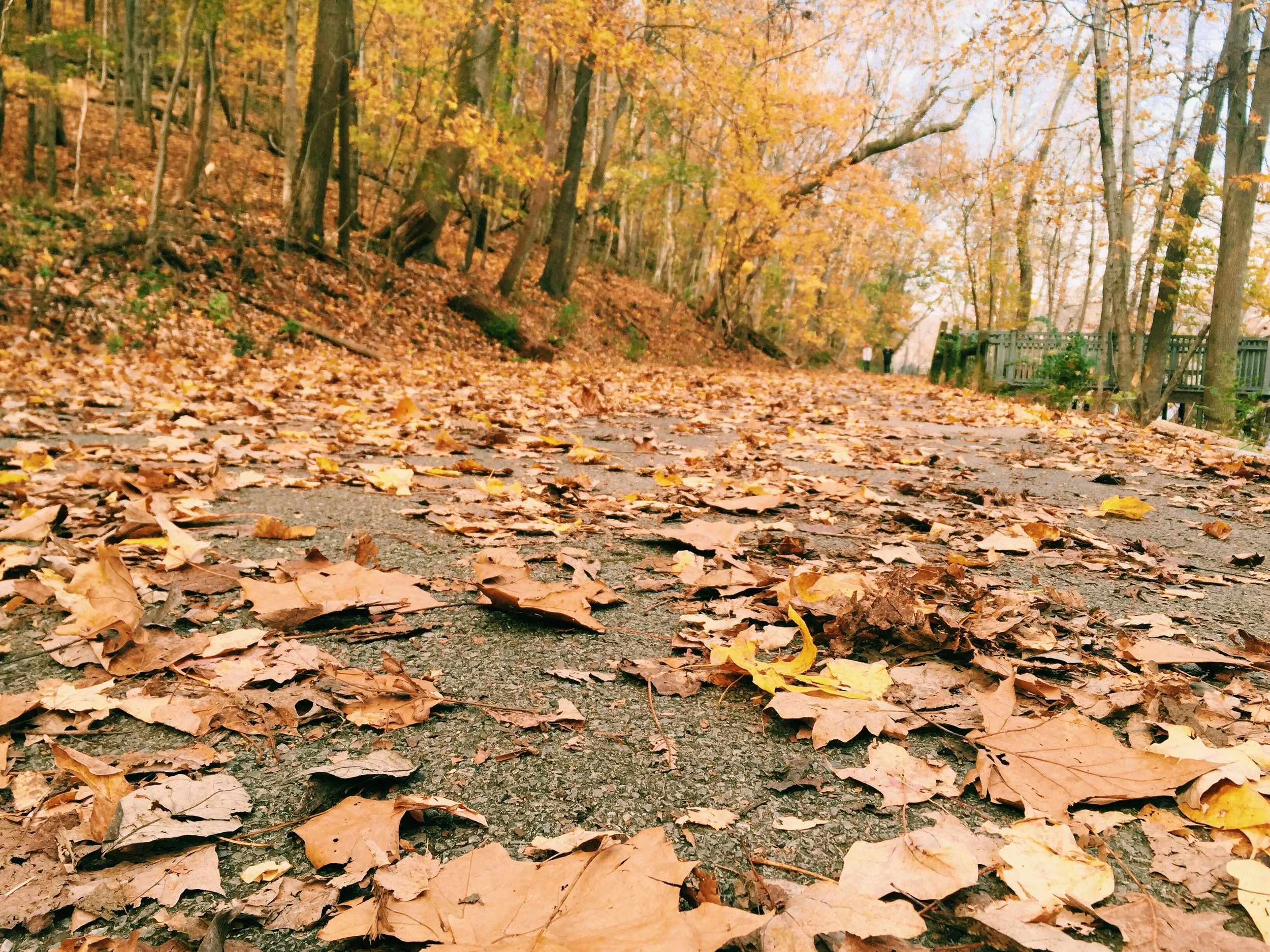 Digging Up Gratitude