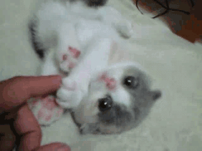 Night night, kitty.