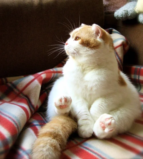 Like most cats, this cat's main goal is to be sexier.
