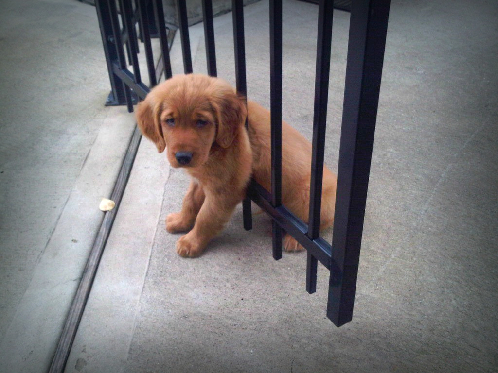 I'm all about the sad puppies today, apparently.