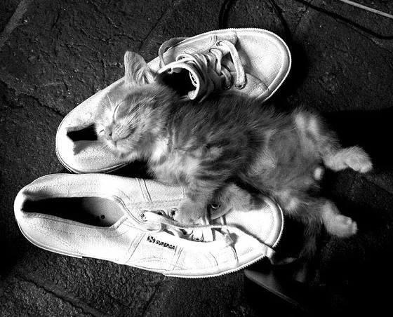 Crush of the Week: Allies