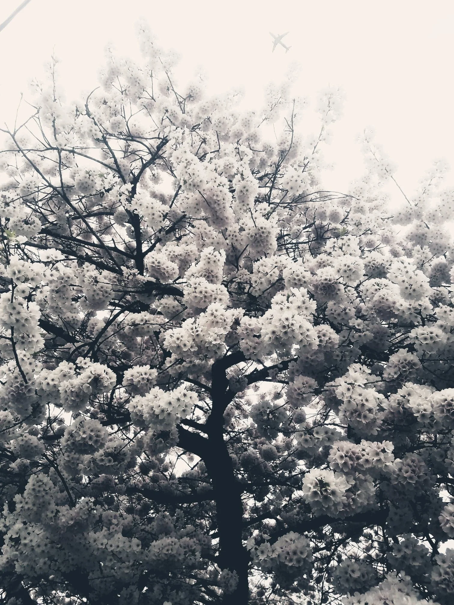 flowers.jpg