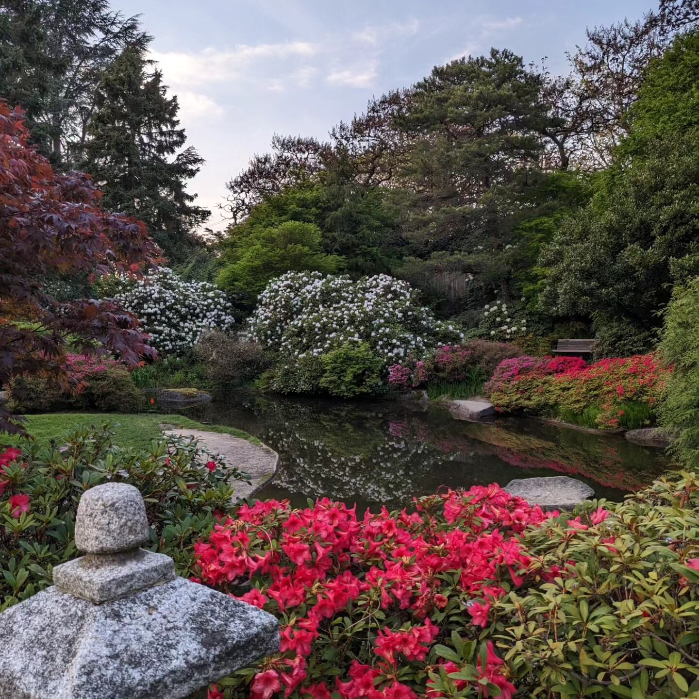 Wisteria and koi