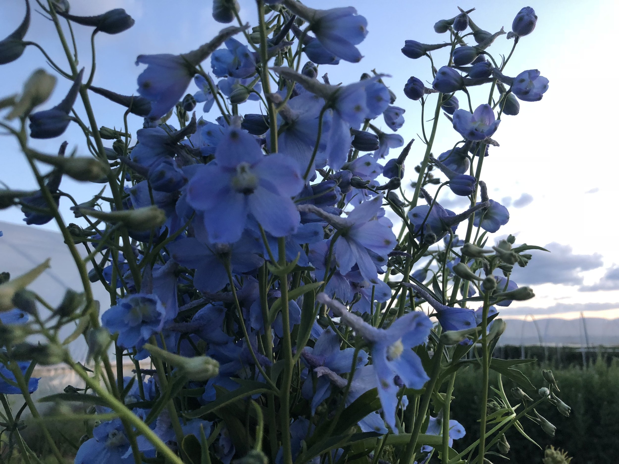 IMG_7564.jpeg