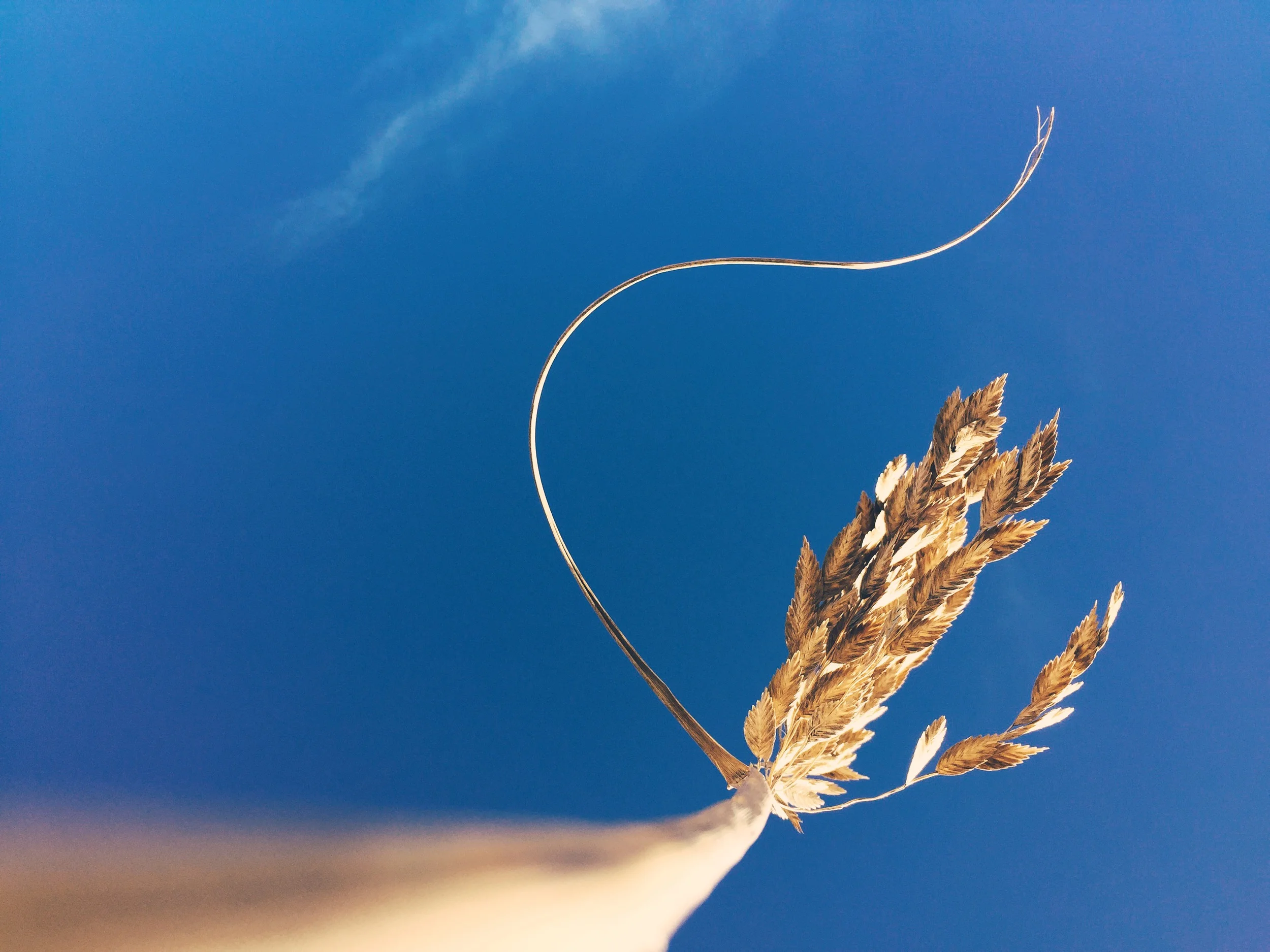 Sea Oats and the Sky