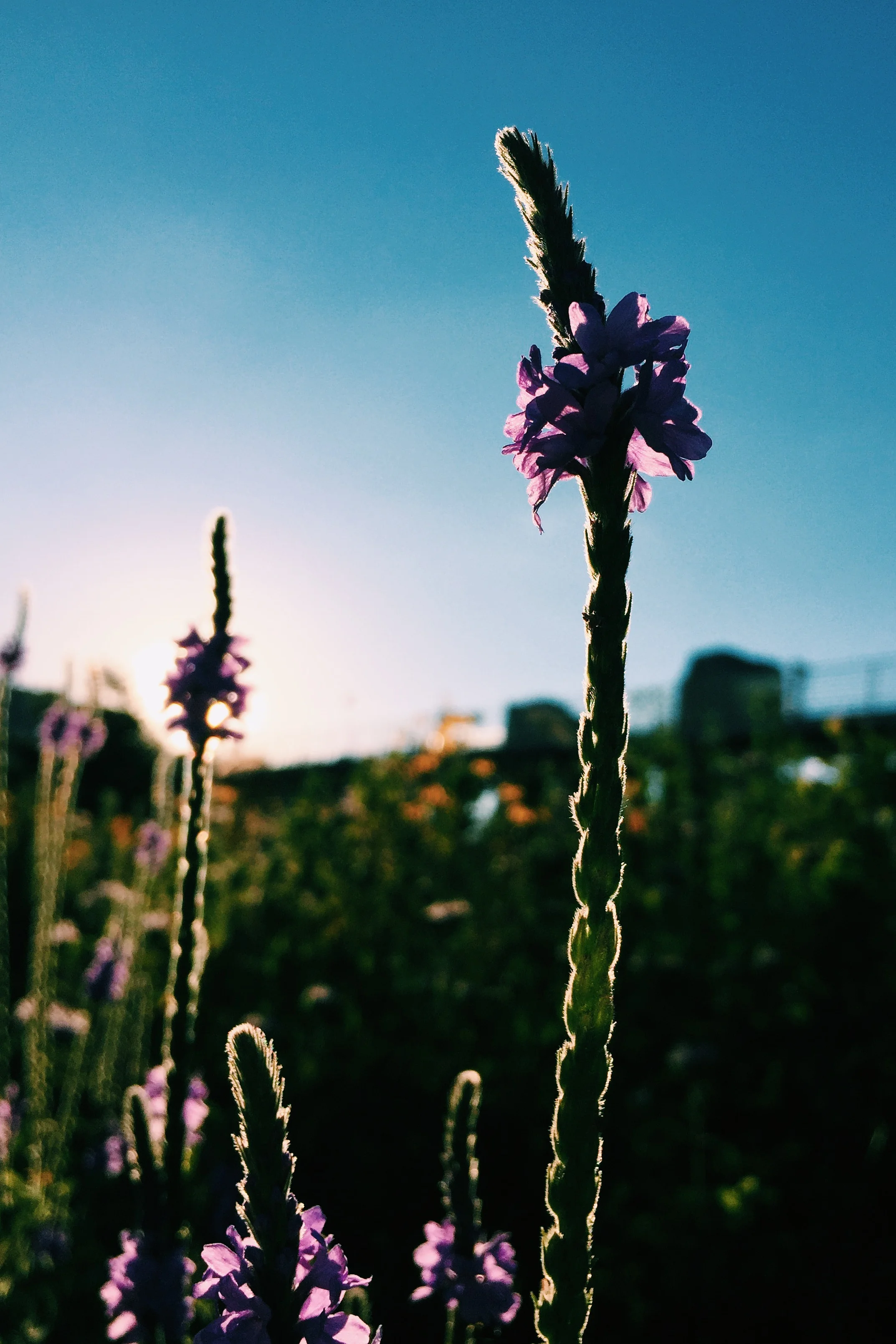 Delphinium Silhouette