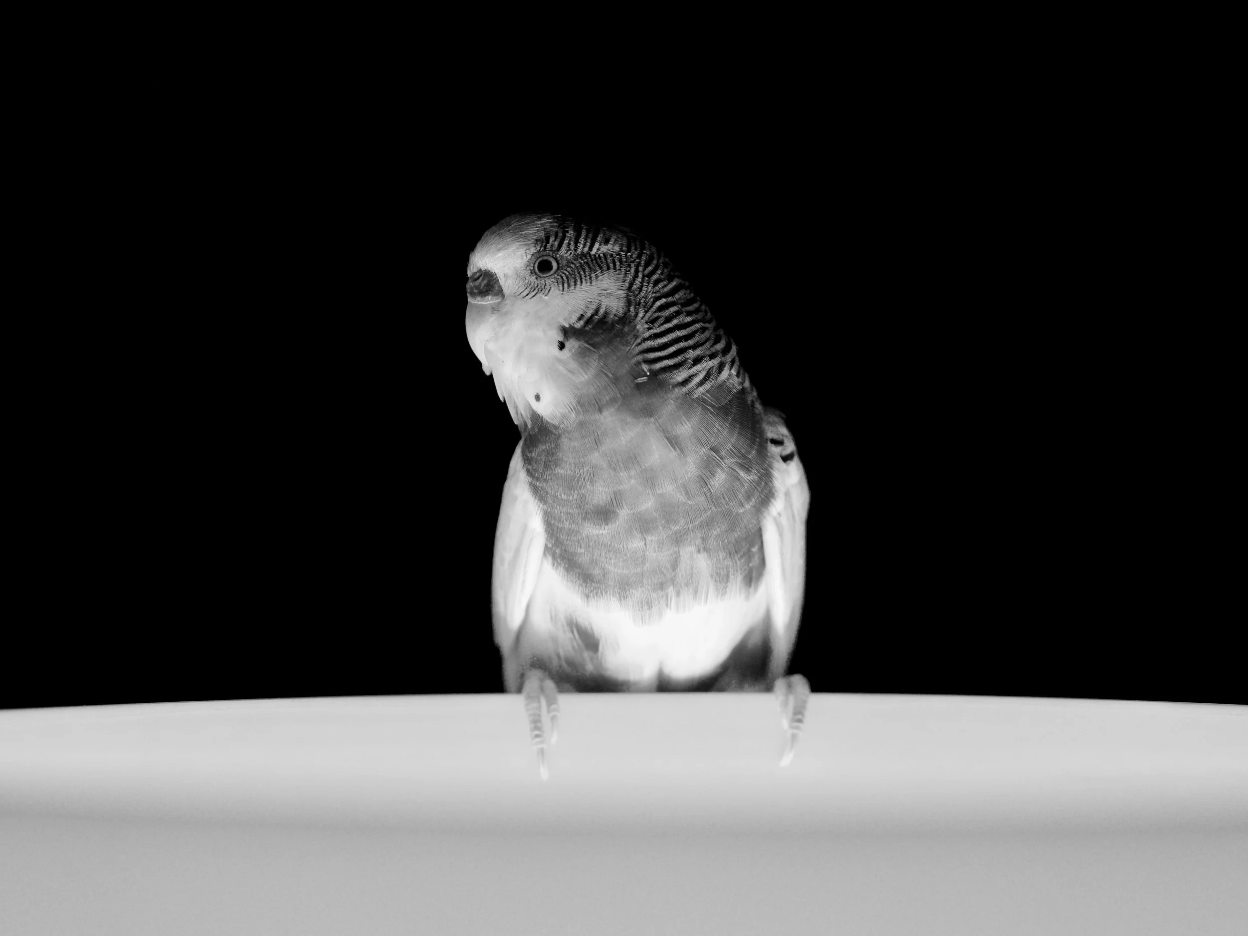 Dino – Day 31 Jan 31, 2017