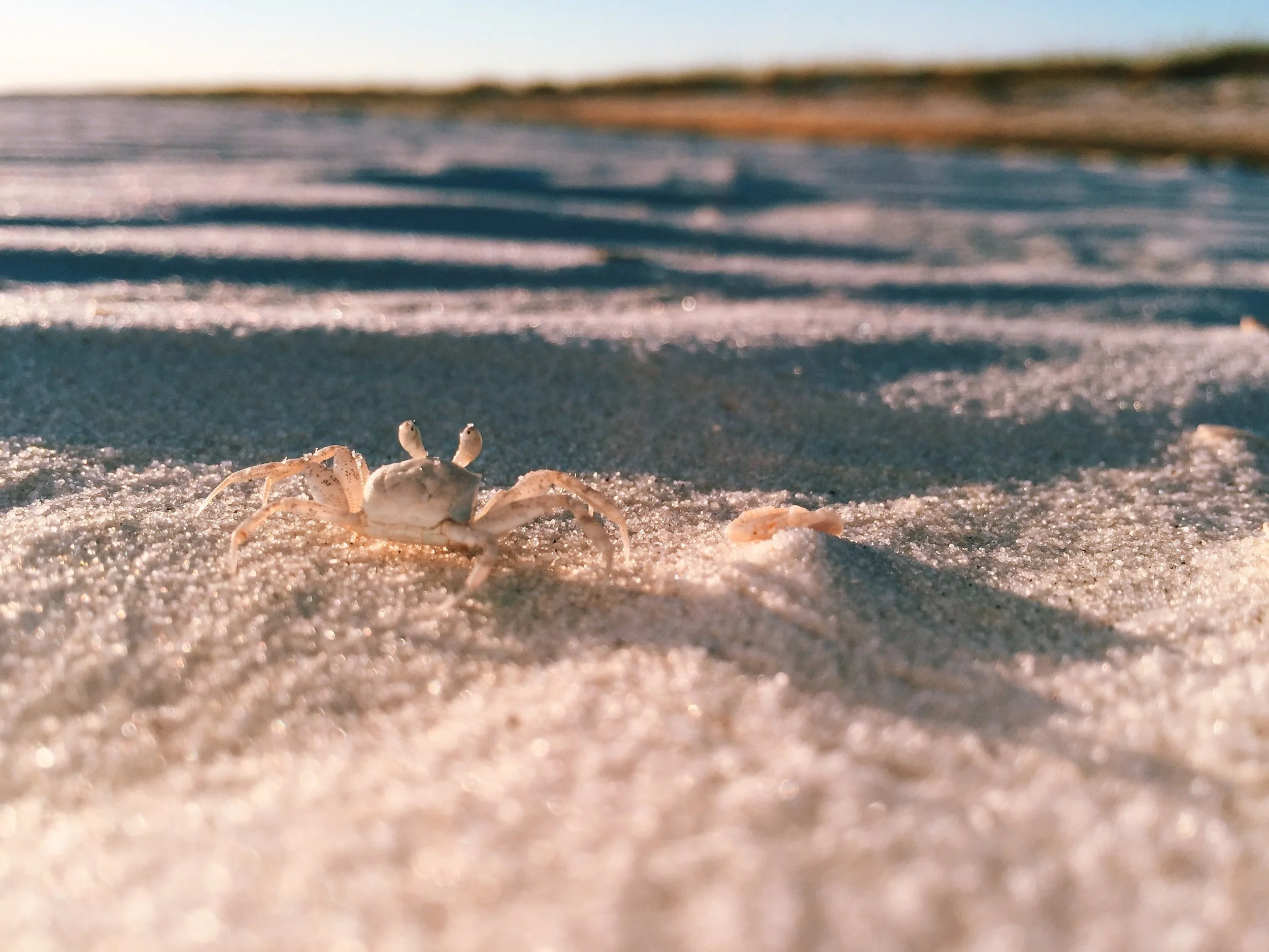 Ghost Crab