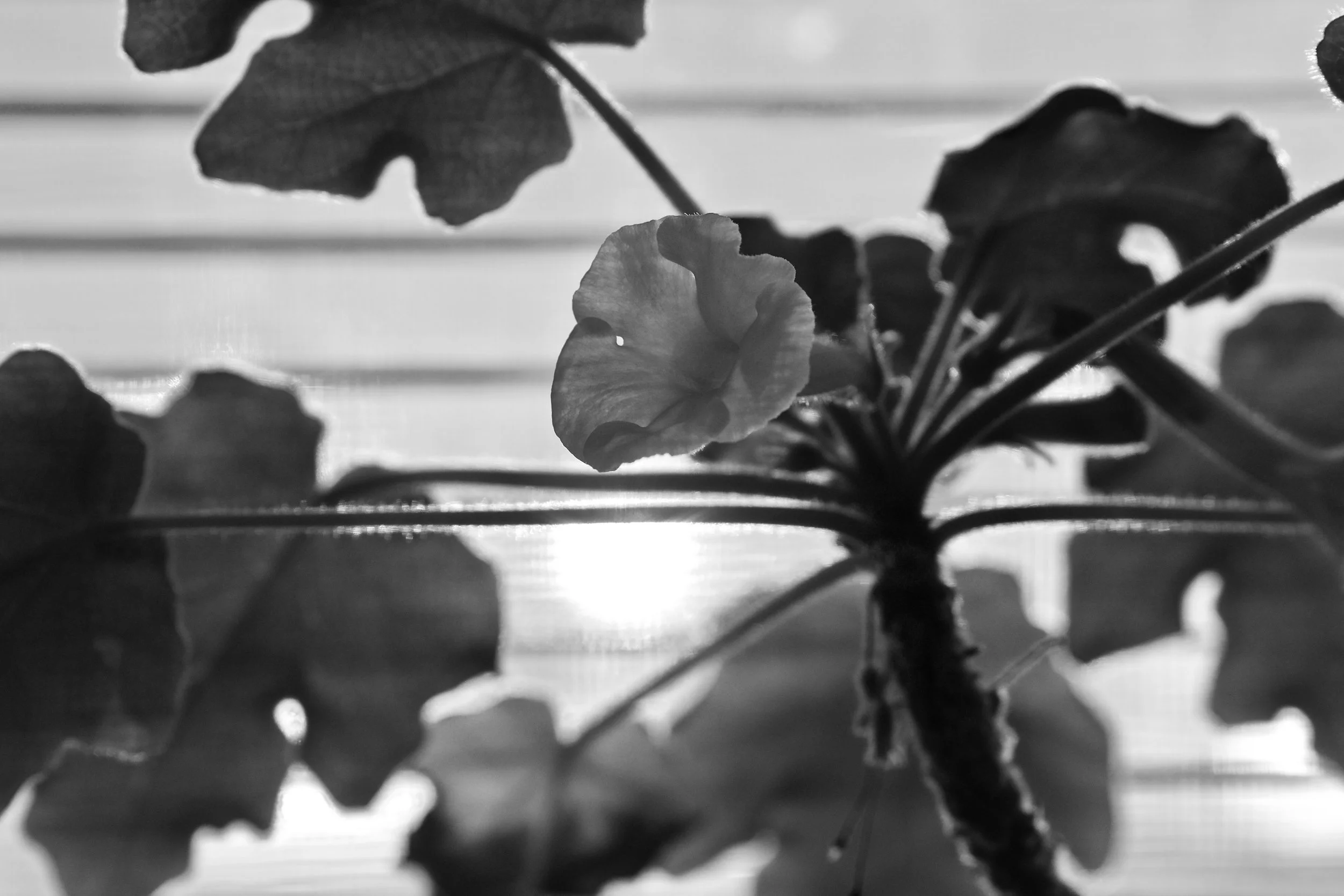 Flower – Night 231