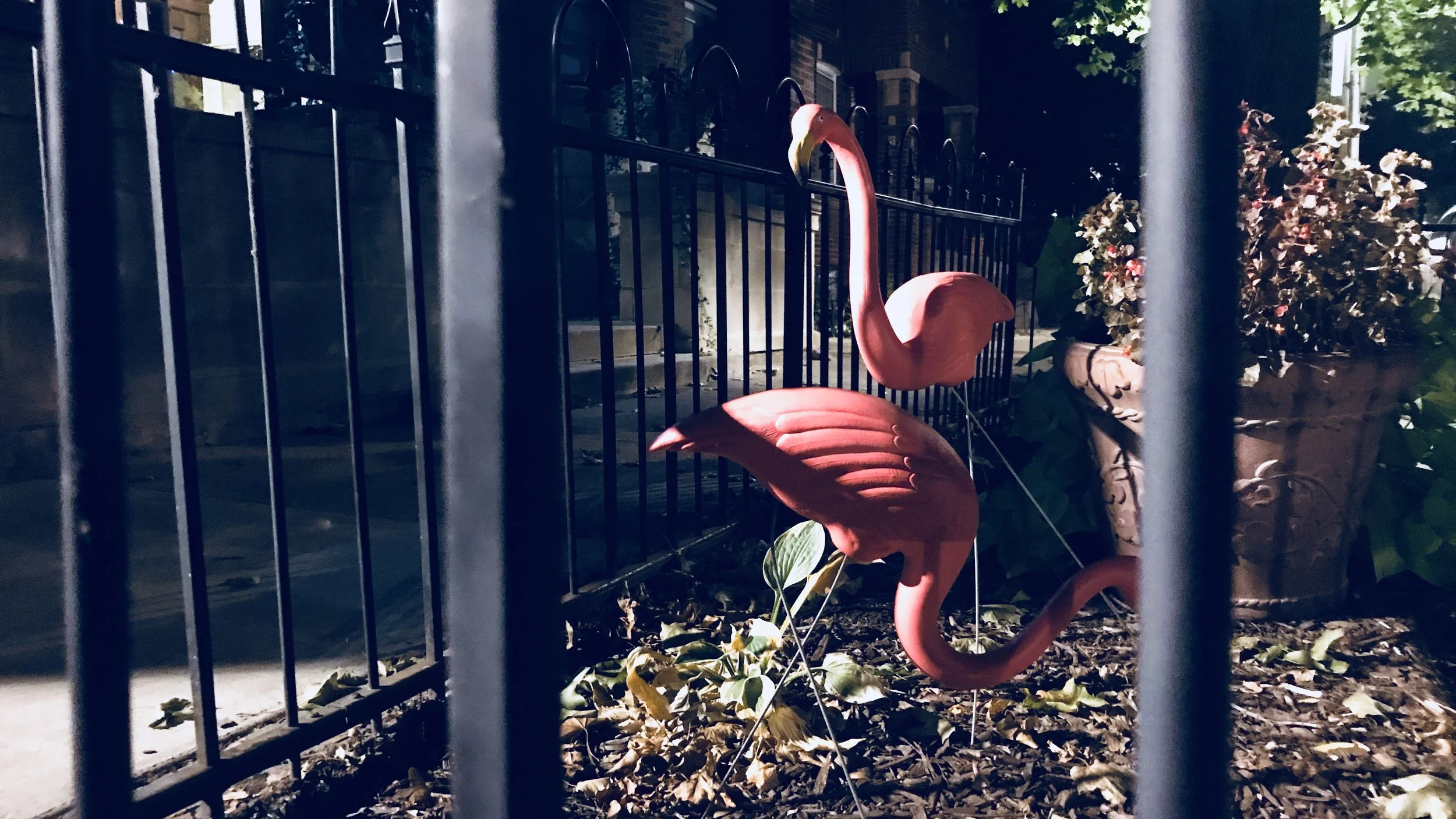 Flamingos – Day 258