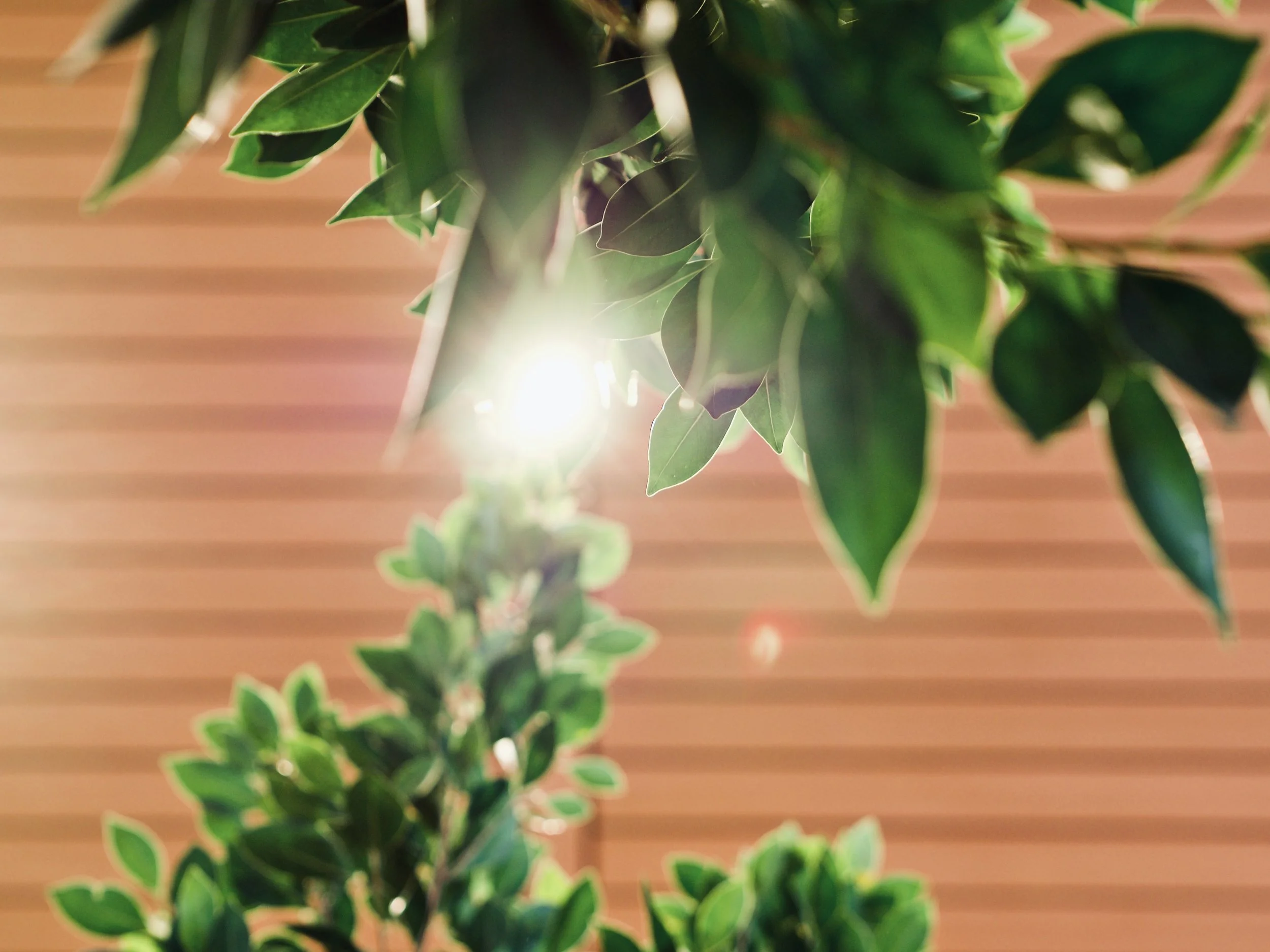 Lights and Leaves – Day 287