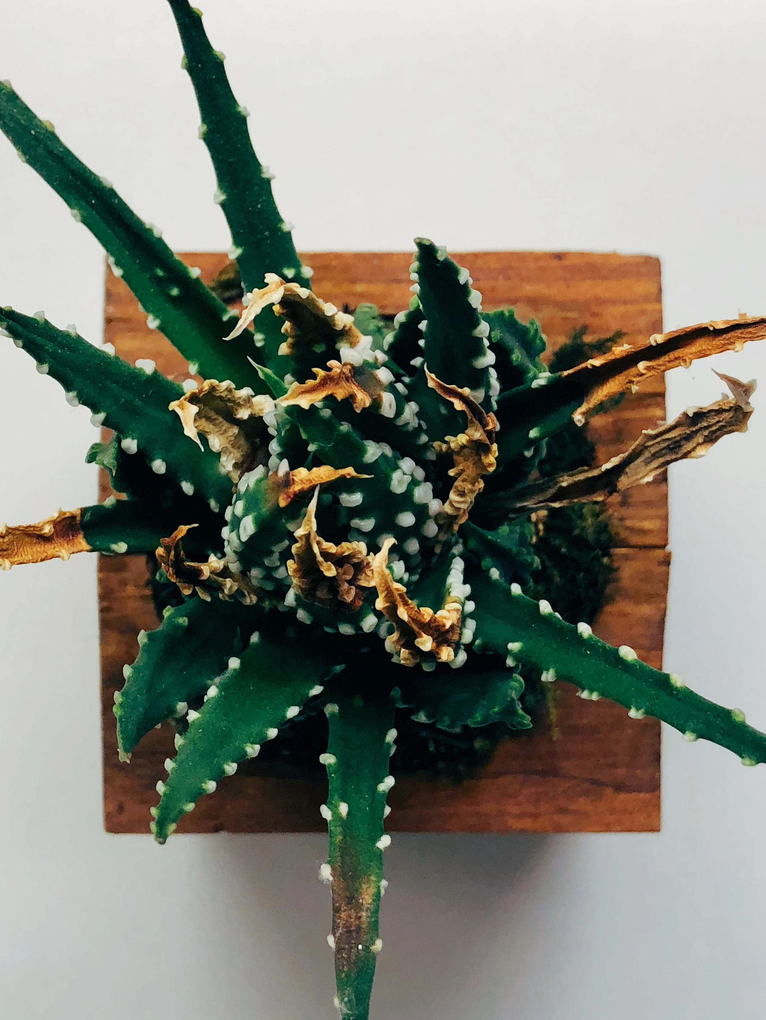 Succulent 2, Chicago, 12/31/2017