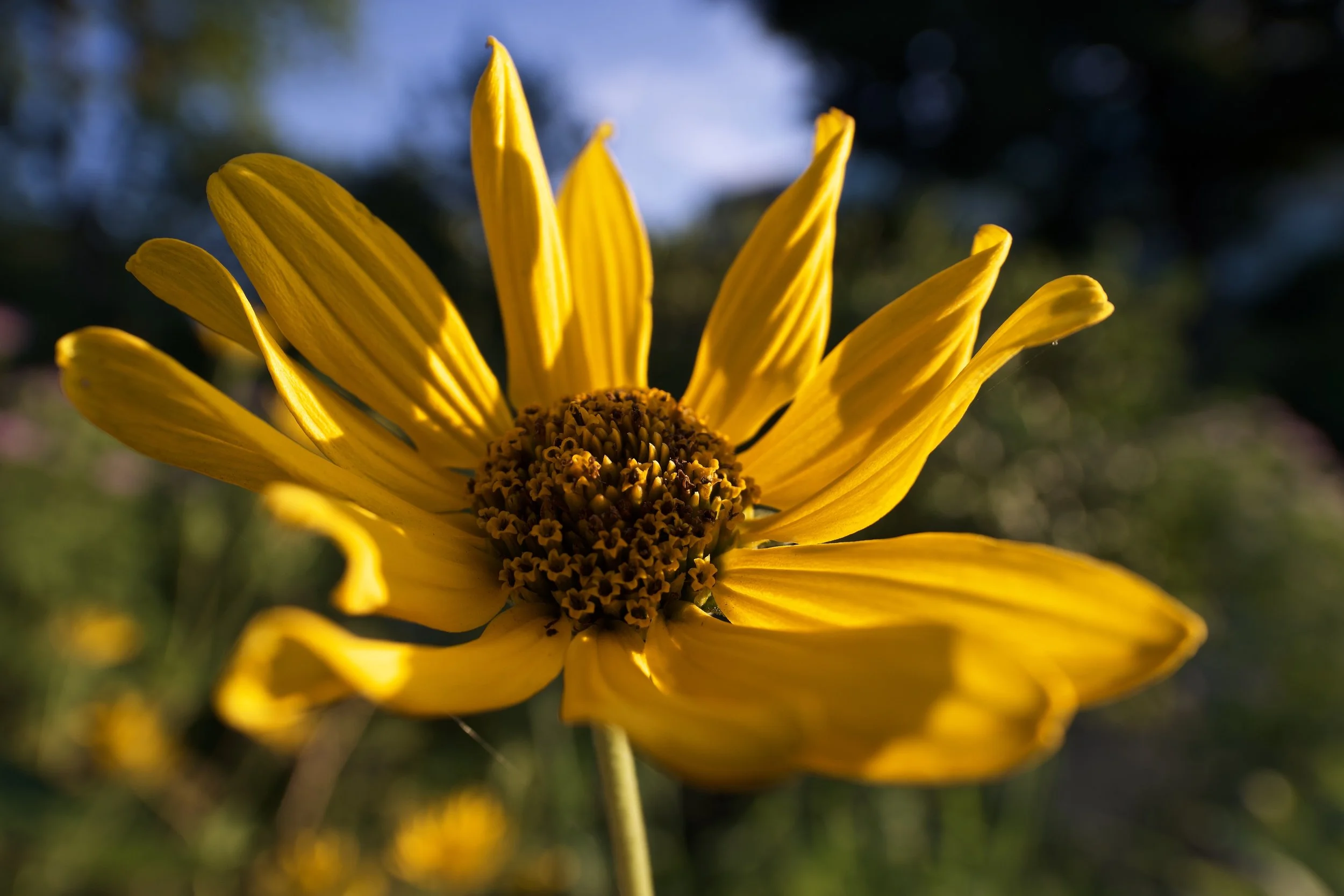 Series 20 — Wide Angle Macro