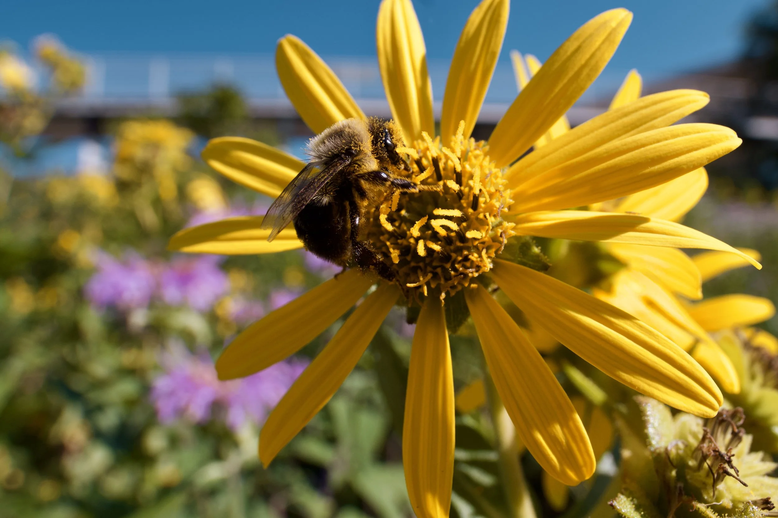 bumblebee20190808-1.jpeg