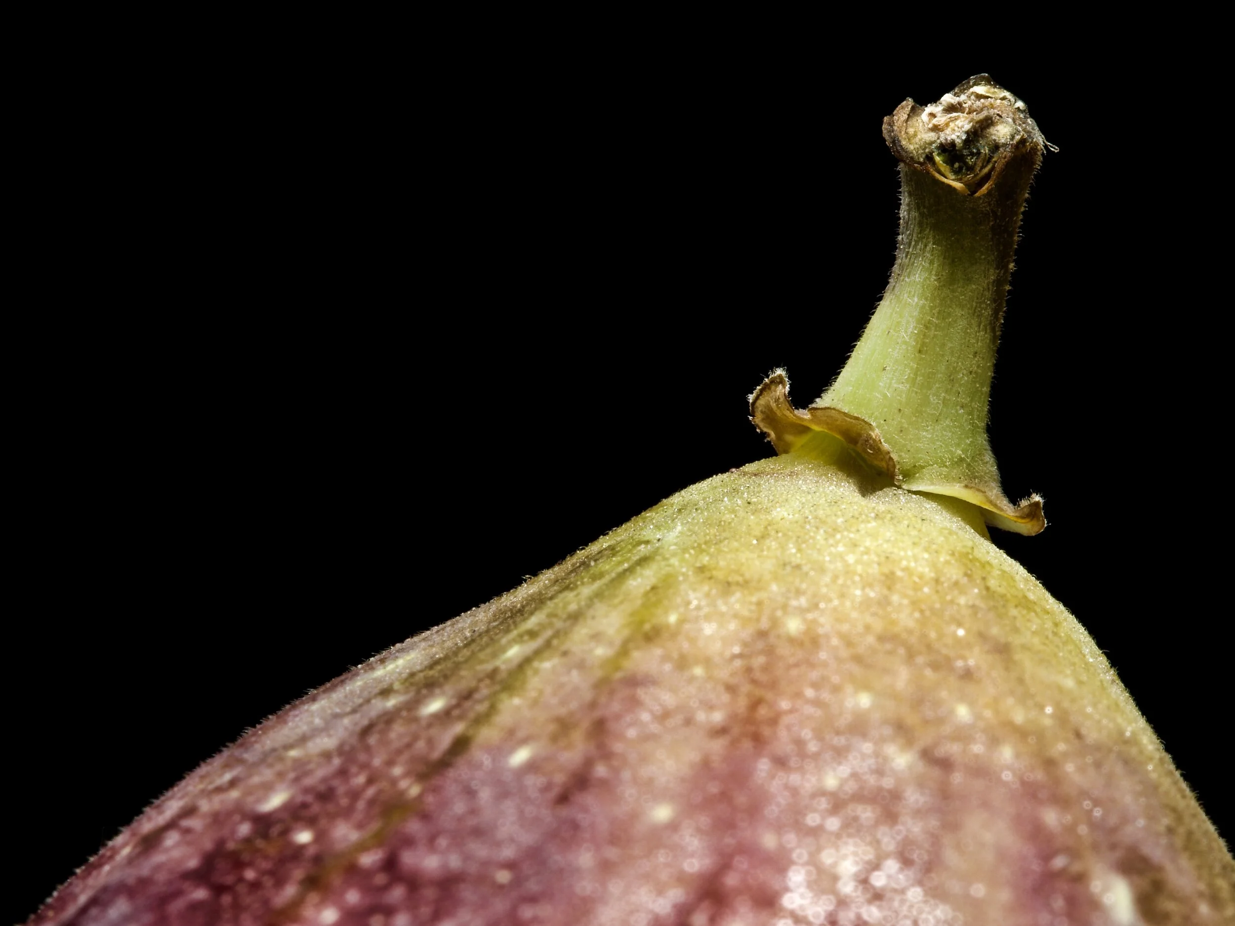 Fig