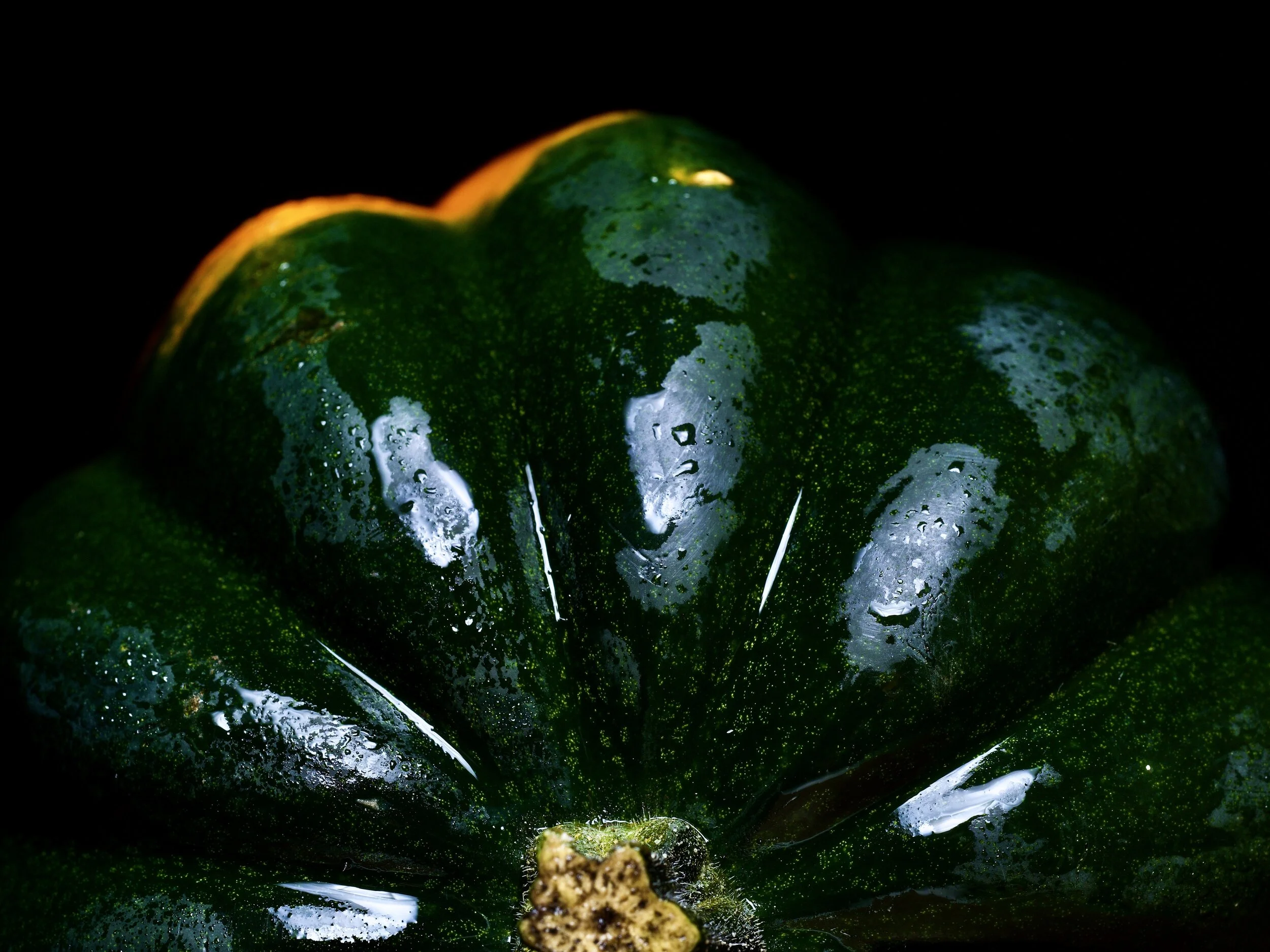 Acorn Squash