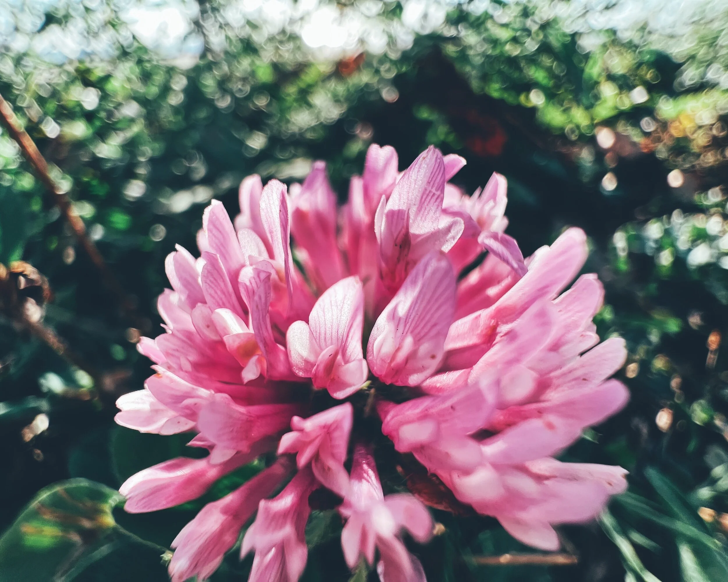 Floral Soft and Pink