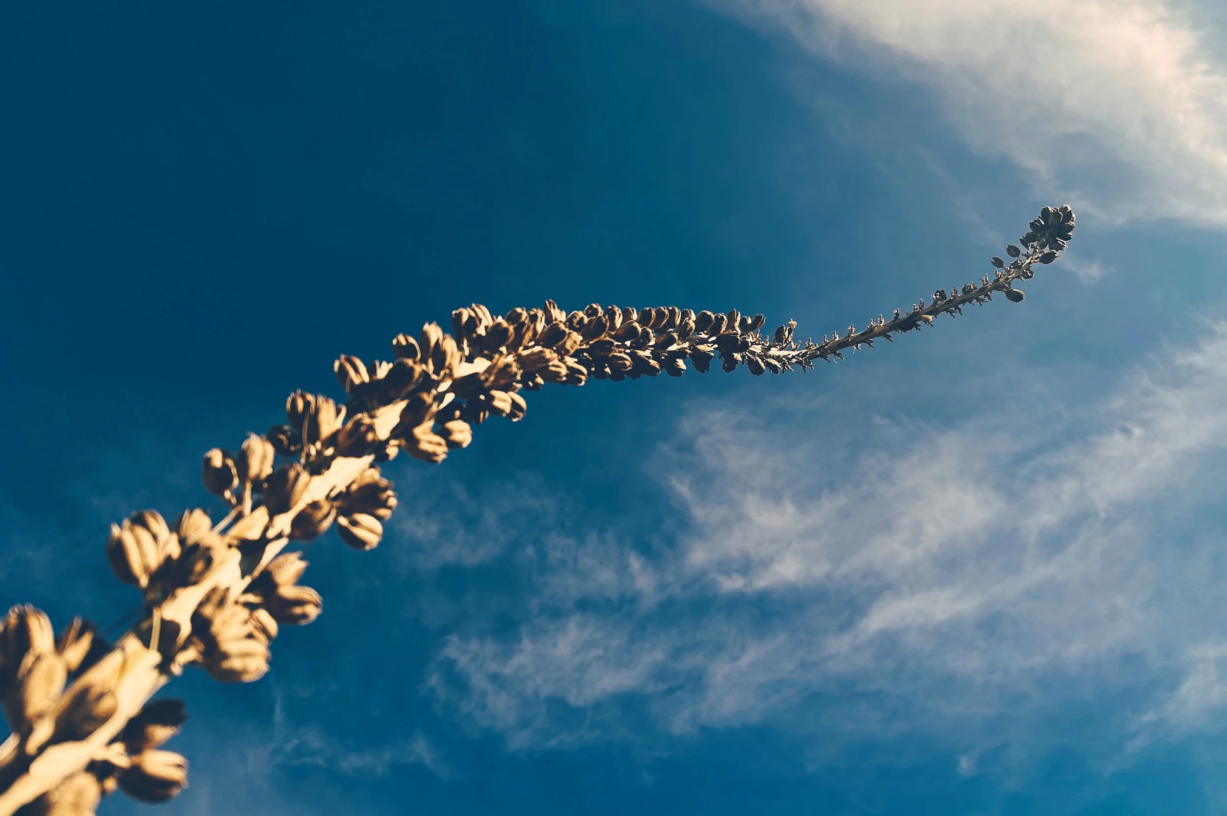Agave and the Sky