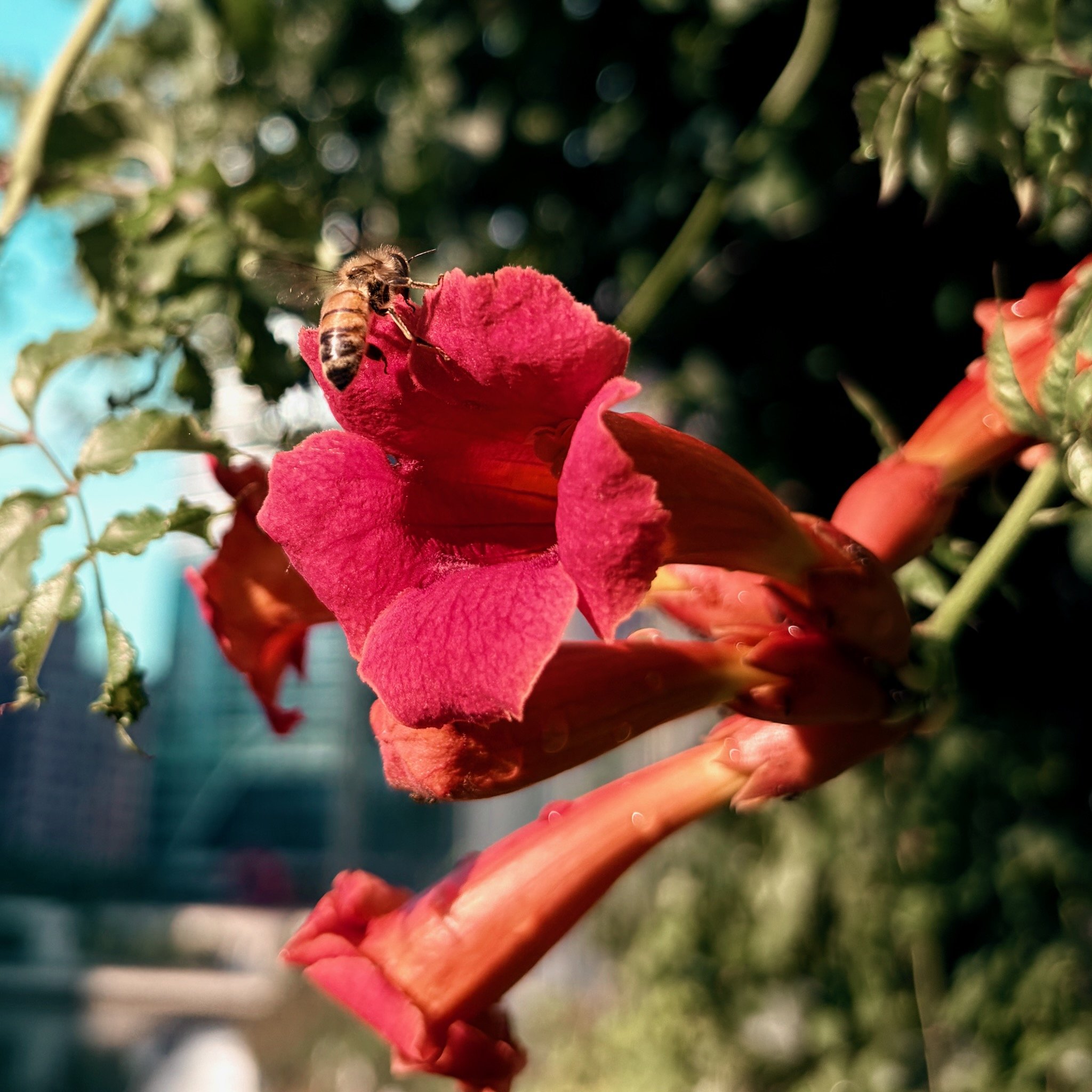 2025_iPhonePhotowalk - 48.jpeg