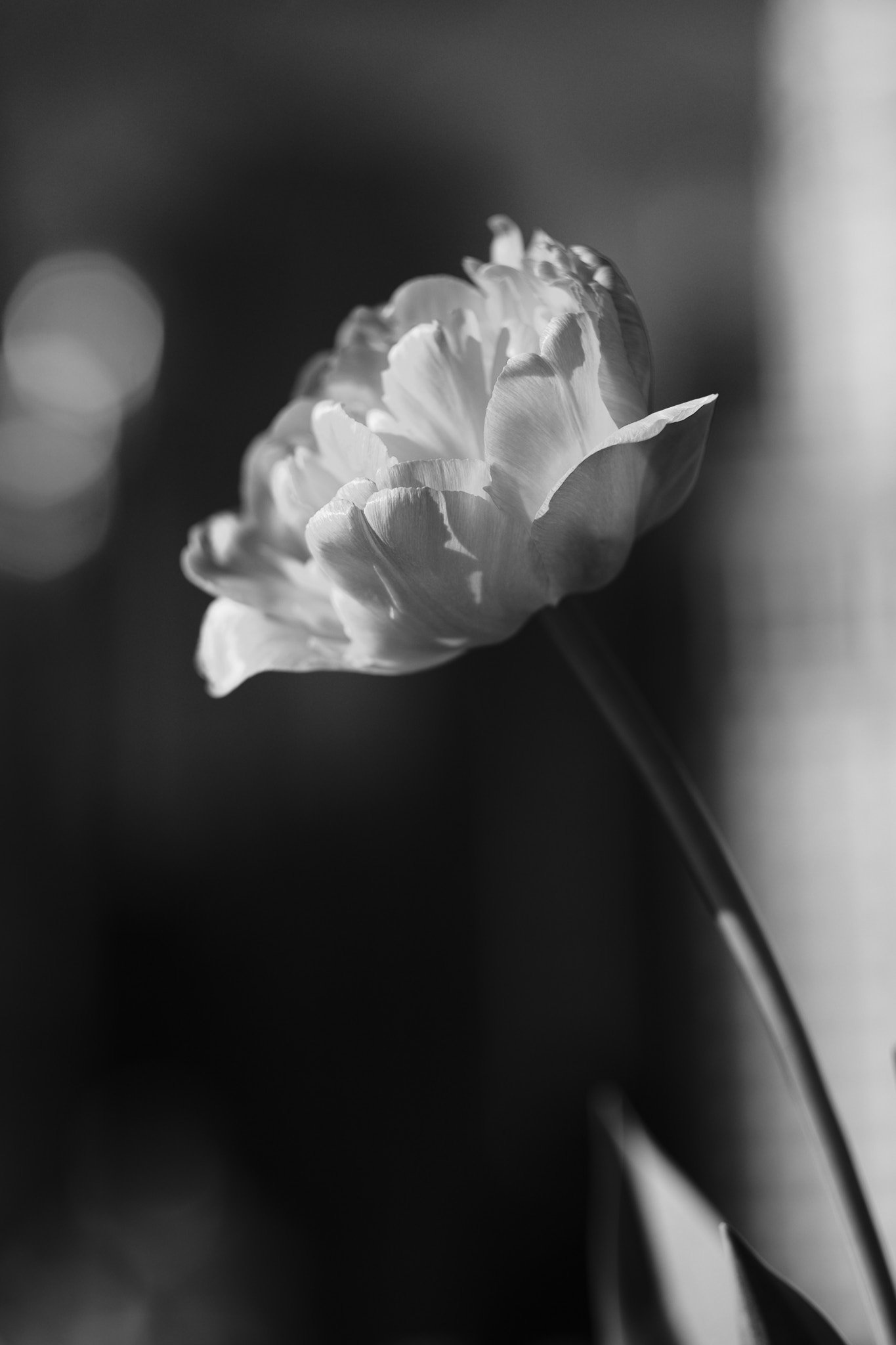 Tulip — Day 120