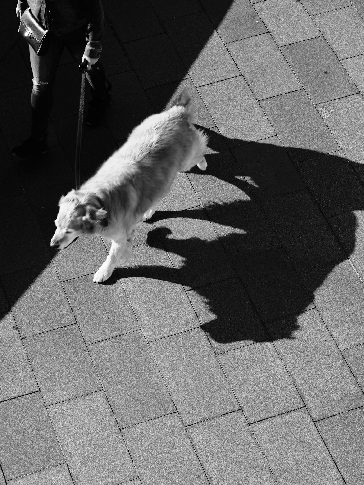 Walking the Dog — Day 269