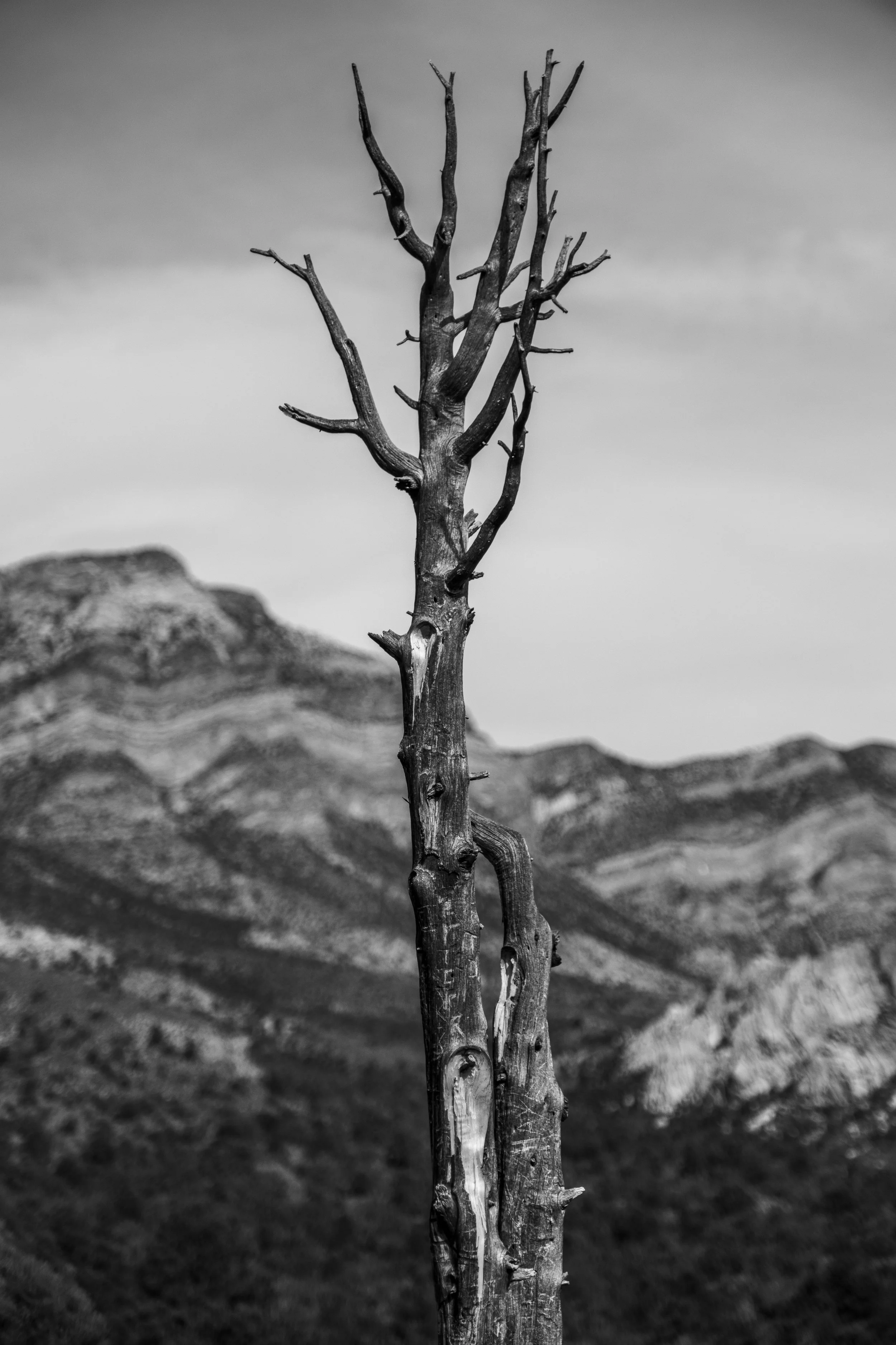 Dead Tree — Day 34