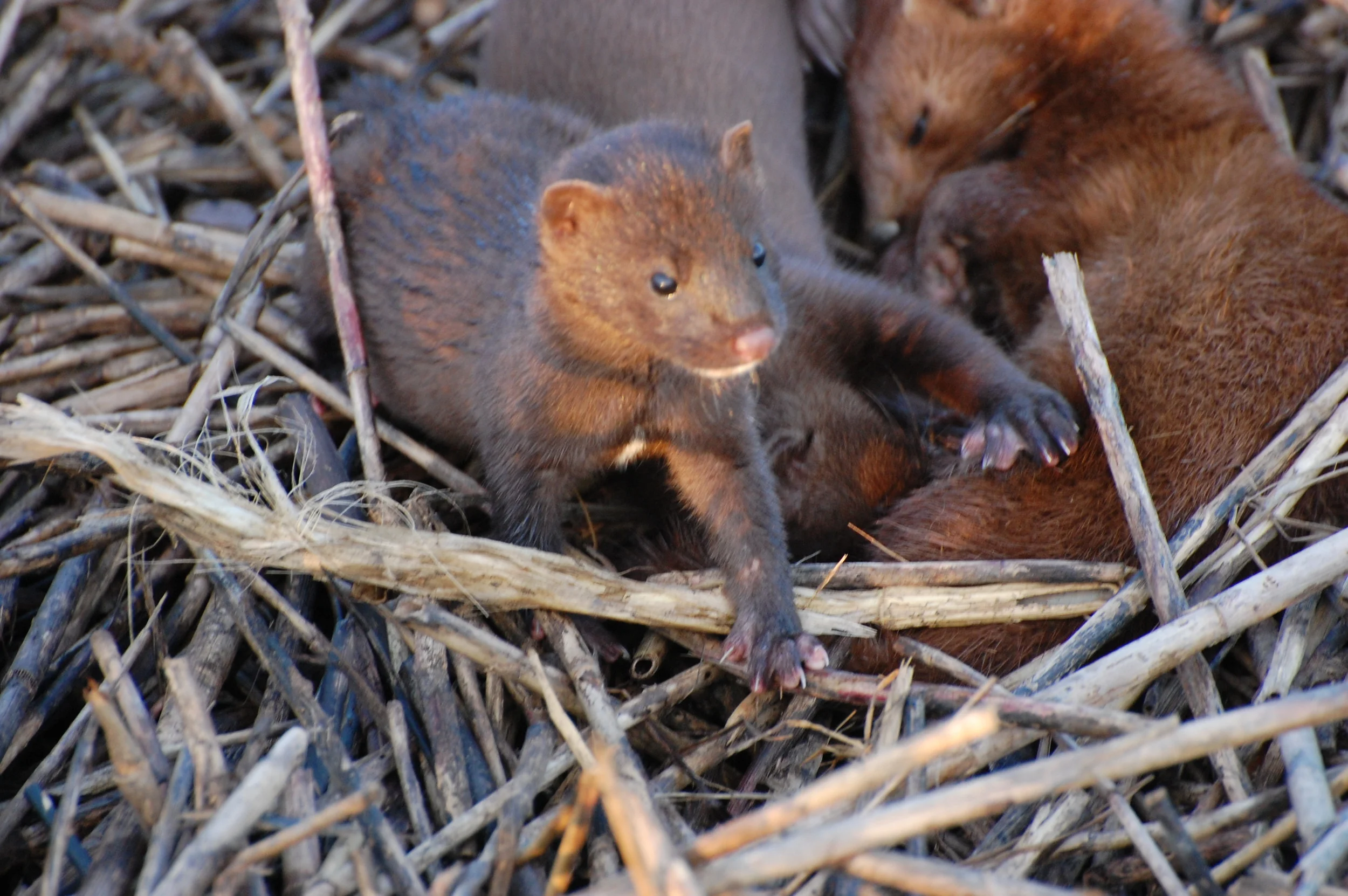 The minks of Montimello