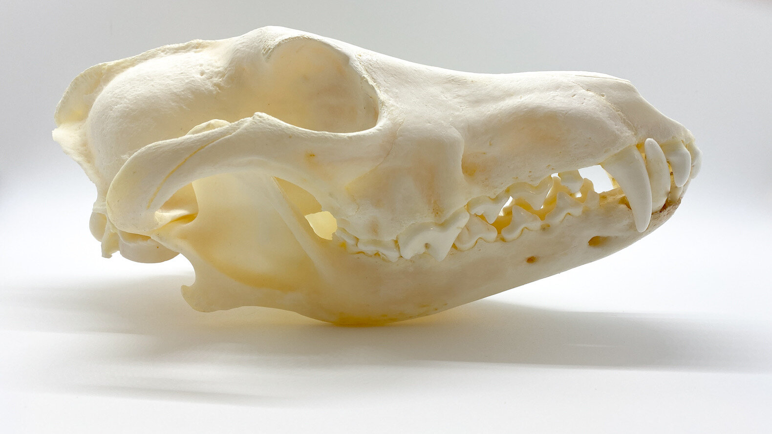 cocker spaniel skull