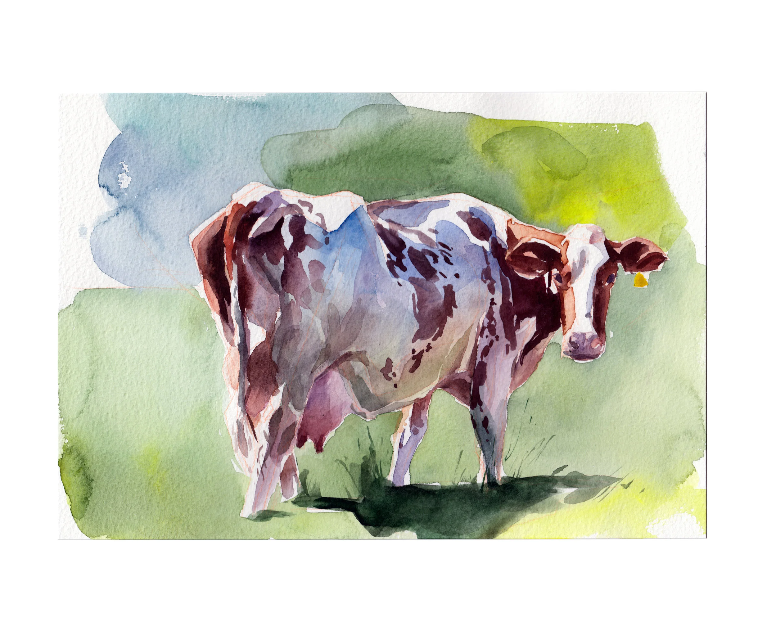 Cow_001.jpg