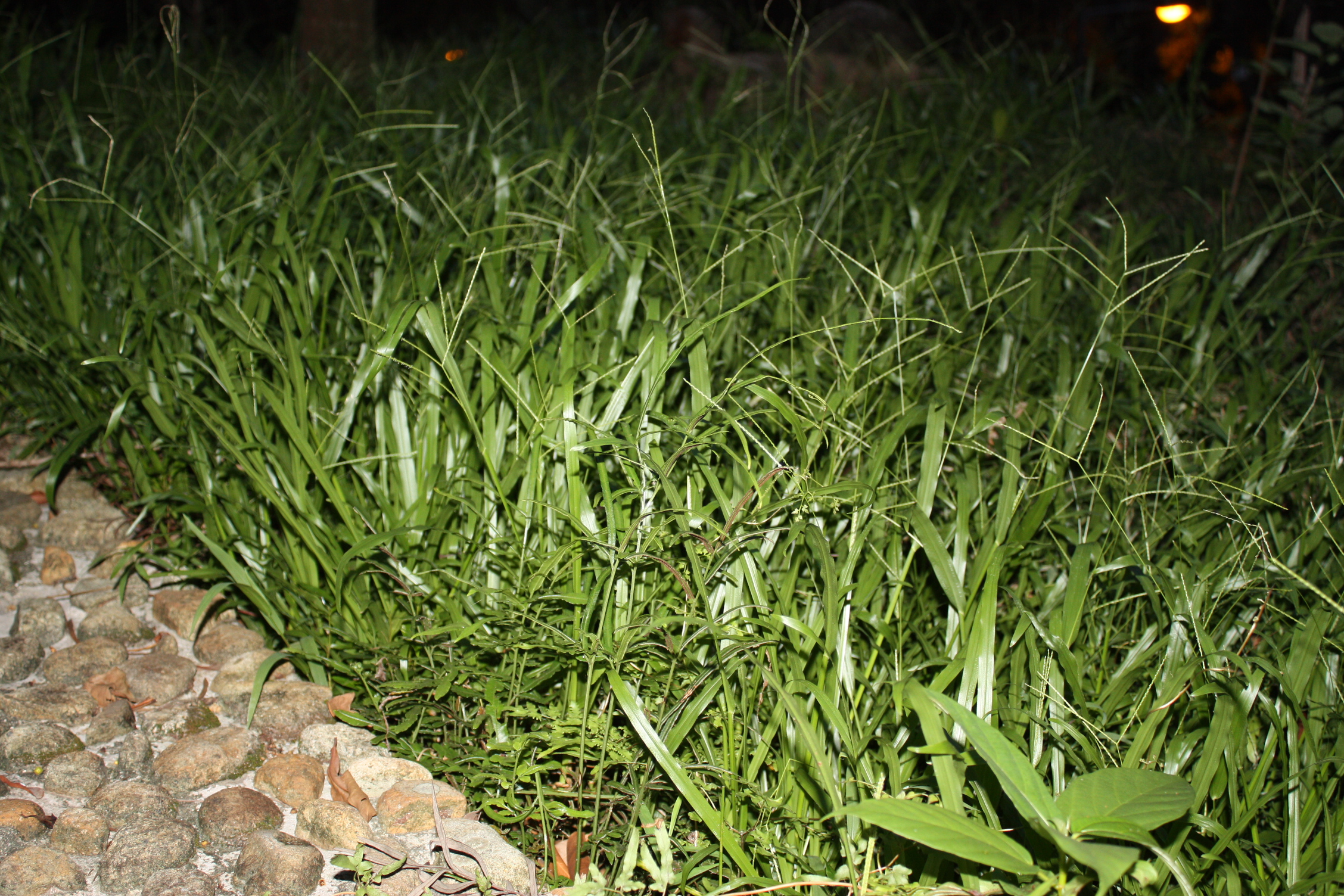 alas the fresh grass