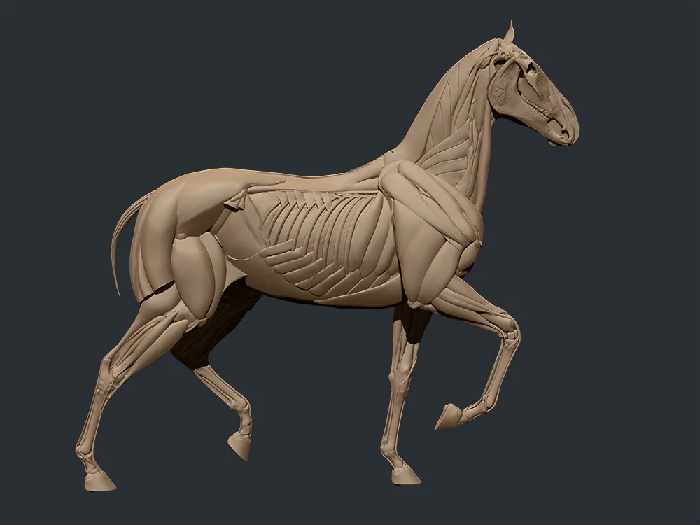 Horse_3.jpg